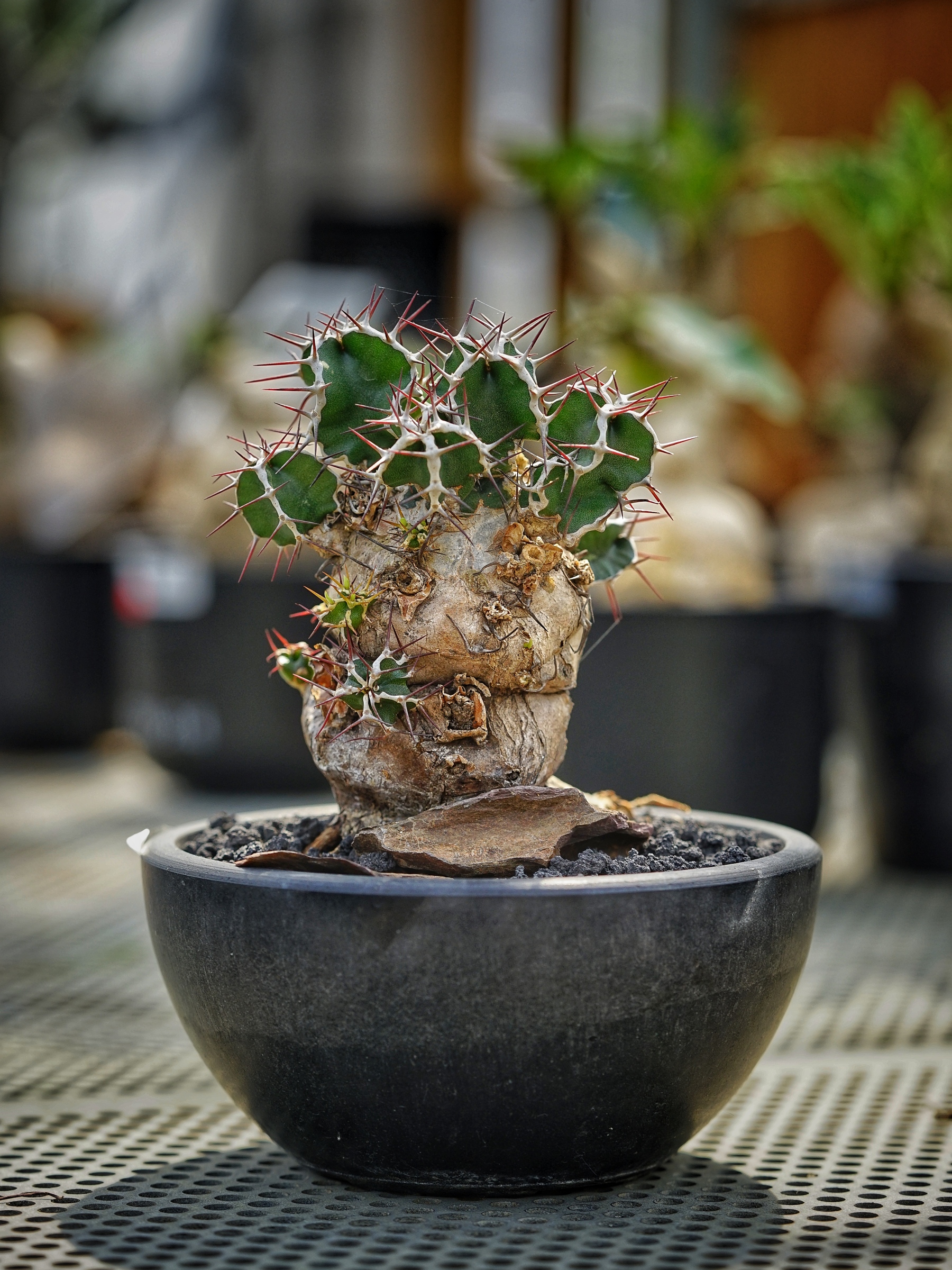 image_EE56D59D-2908-4170-AECA-BF7D2AE9F029_1783408663