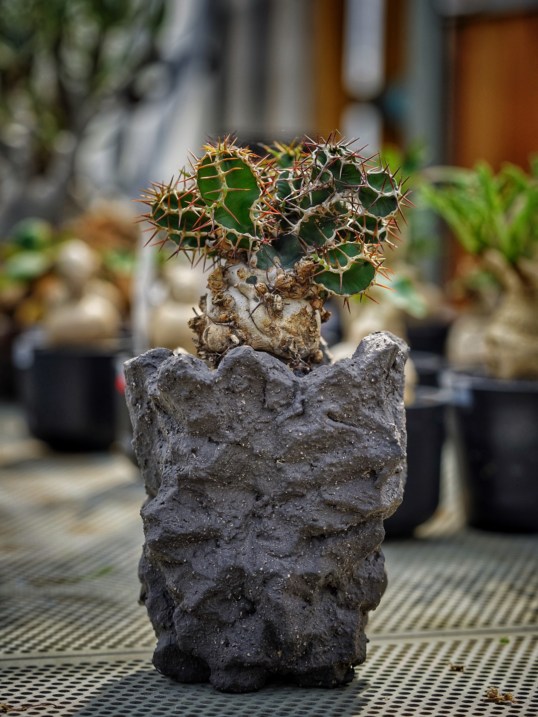 image_FAA2FC9D-7957-4F39-A628-3B0D93F0B5B4_1783408892