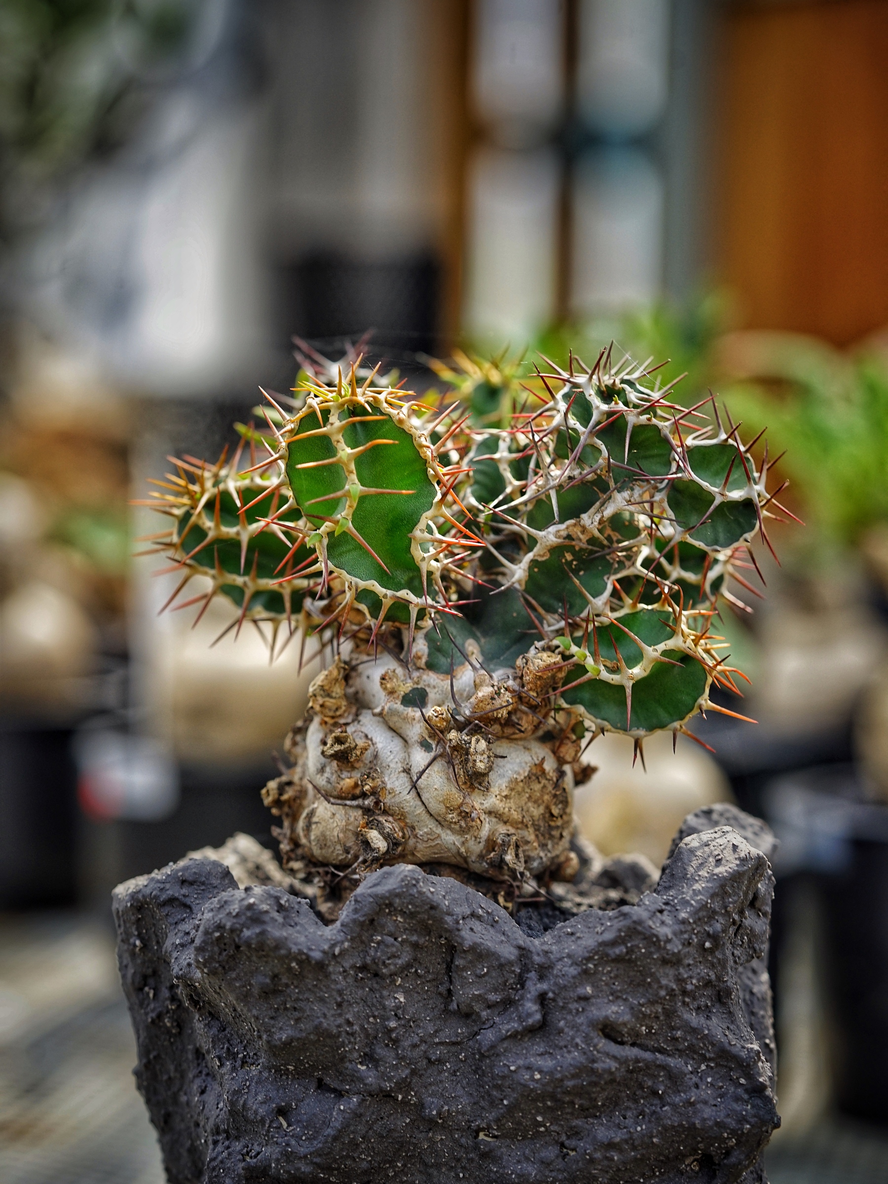 image_3124FA1E-5541-4725-B0B4-E4F1C14AC508_1783408892
