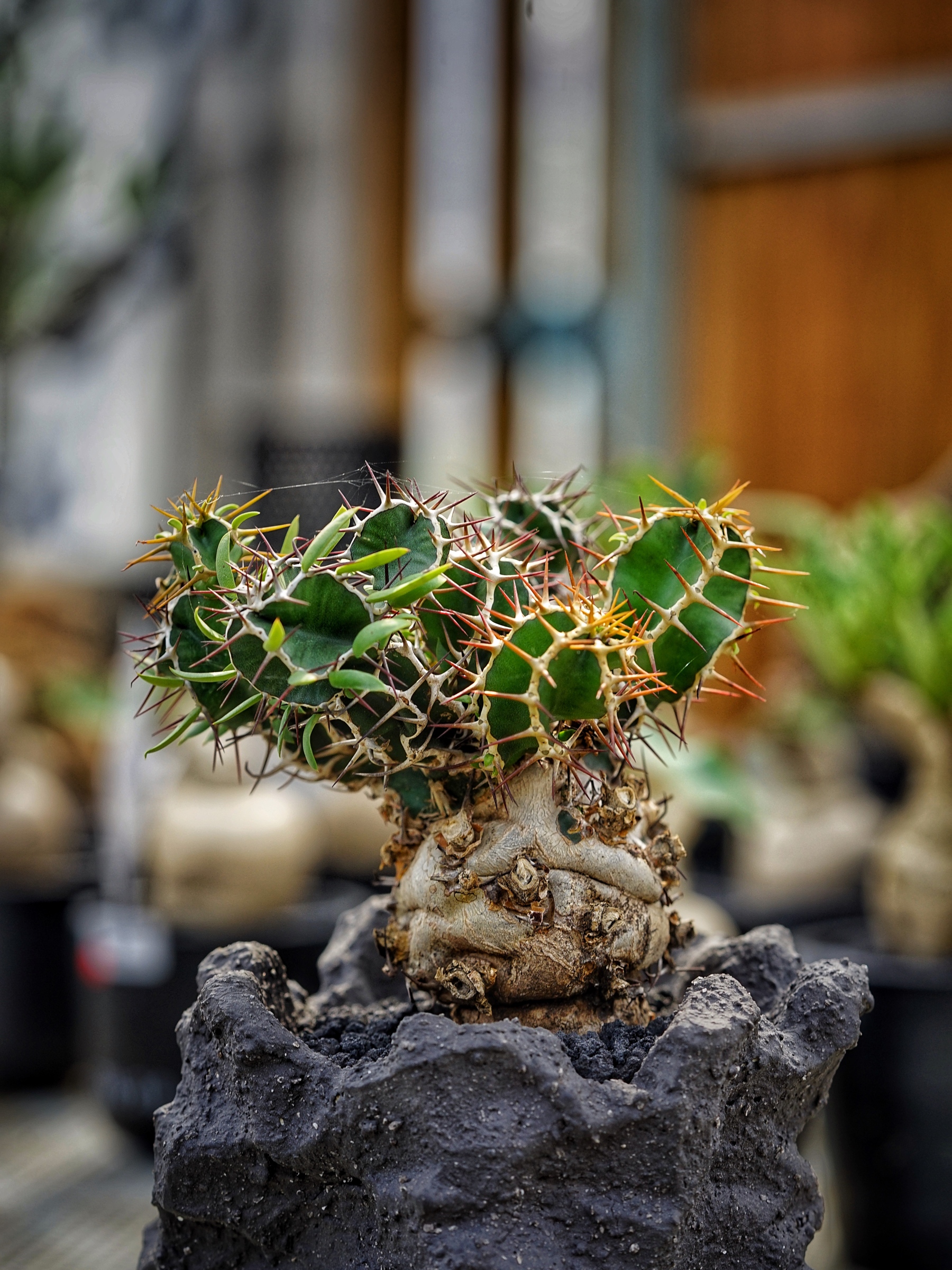 image_E9D381E9-F43D-4126-9700-B559CF4404E3_1783408892