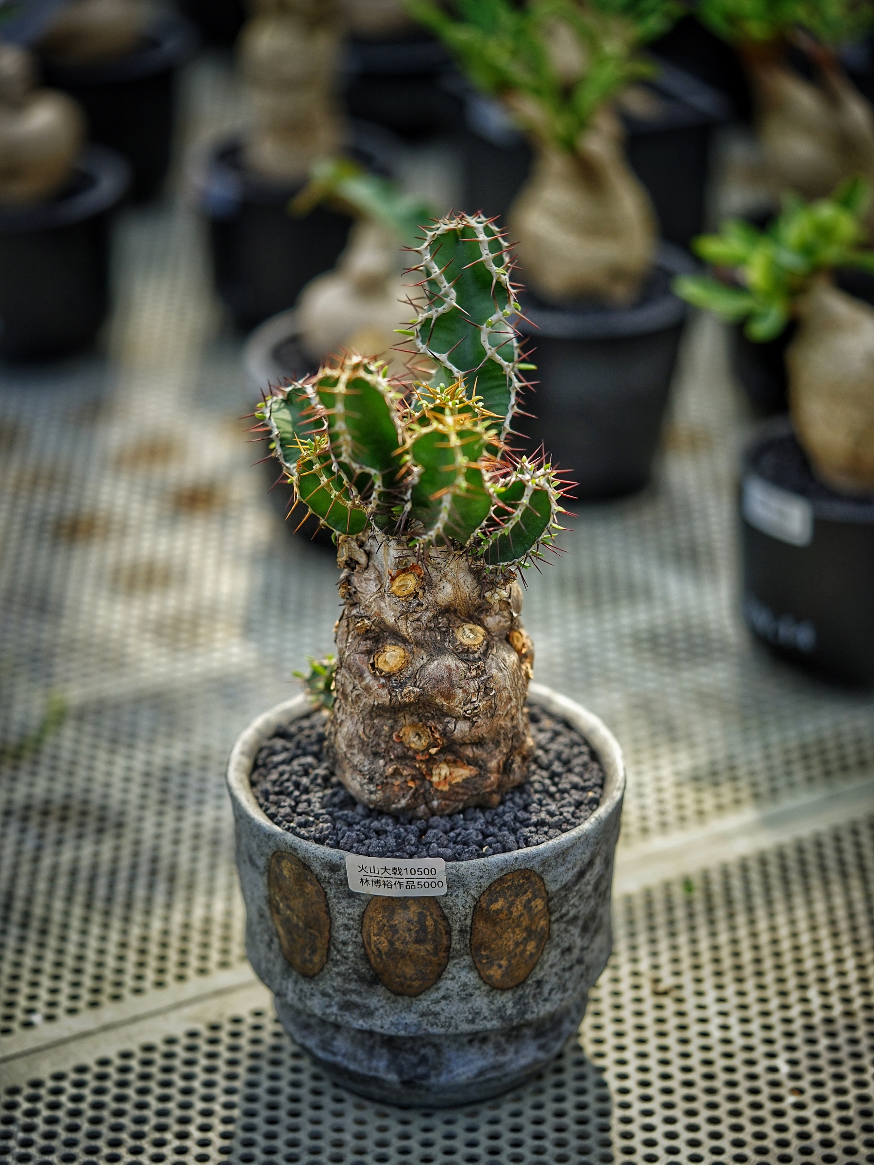 image_2643D2C1-7A61-485E-8E80-39EB512BC7EC_1783409044