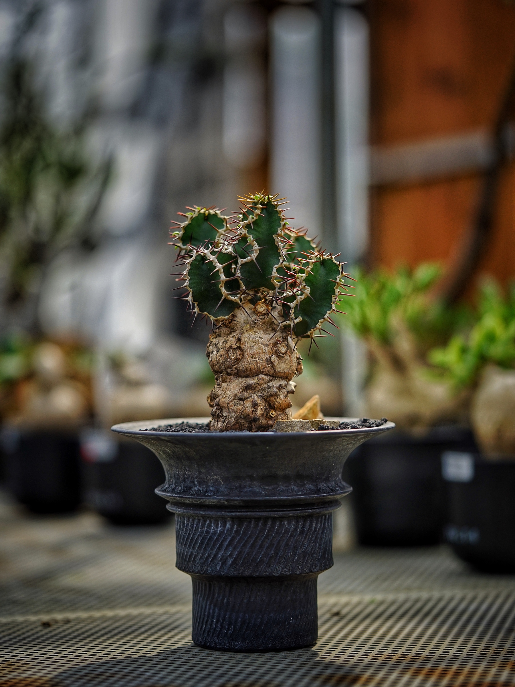 image_B71B7A4B-DB6A-40E7-AE68-B61B797FF8AD_1783409239