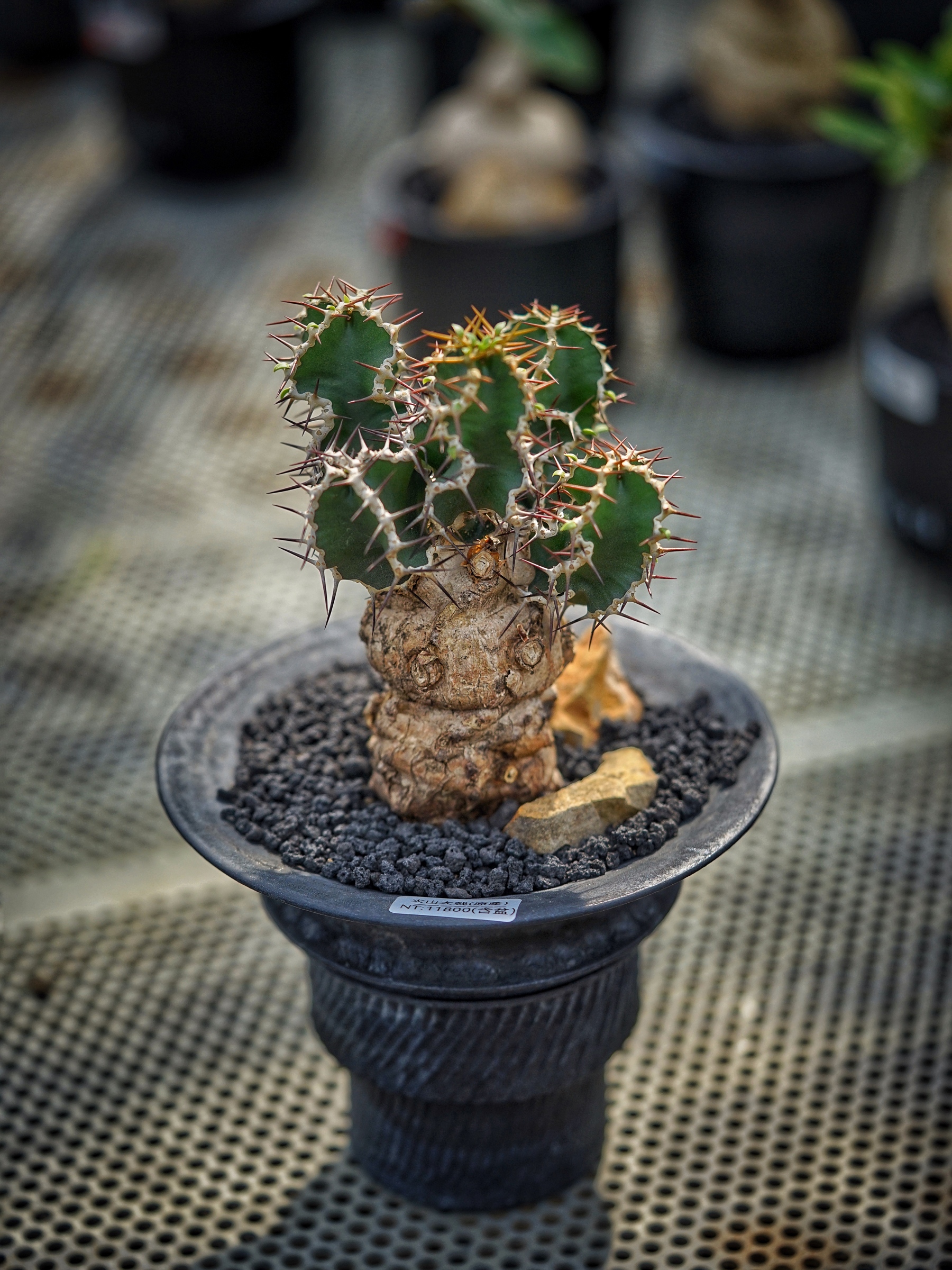 image_E7405AF6-896B-48C0-AB73-C9B6D3D4F0B8_1783409239