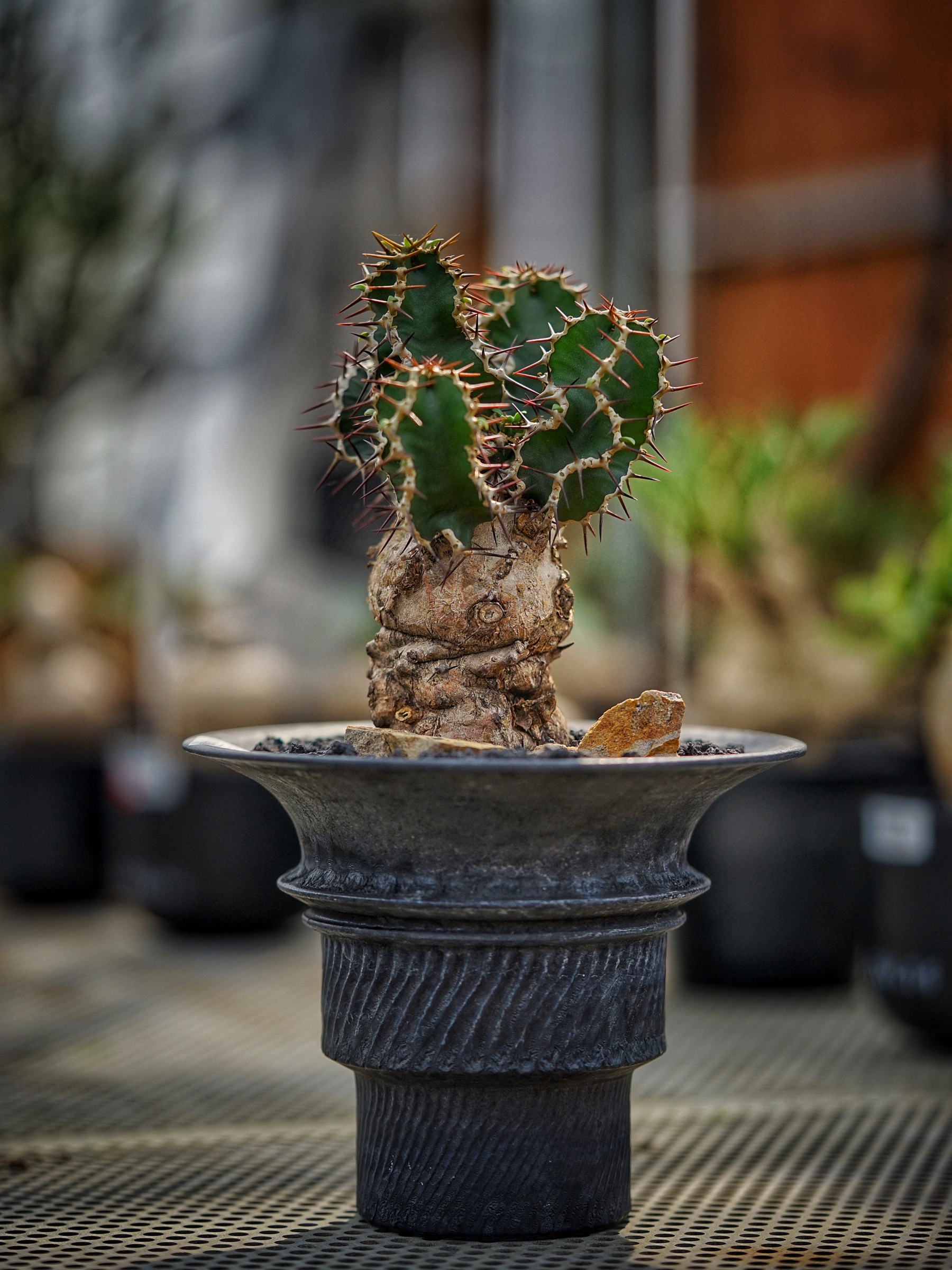 image_B5AEA6F4-C3EC-4DD2-893C-670D77264D68_1783409239