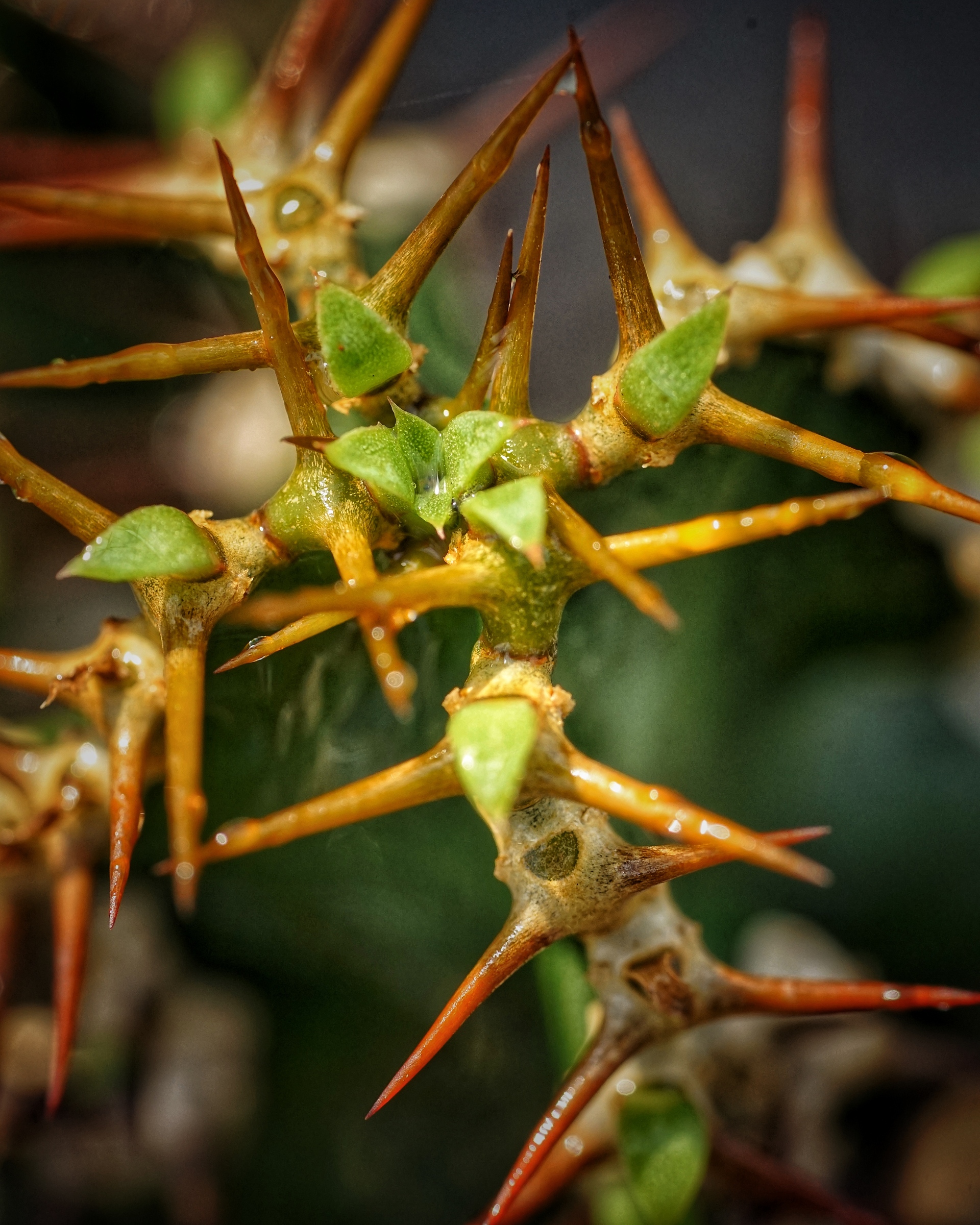 image_063570F0-9C09-4E06-950C-BD8F16220B44_1783409239