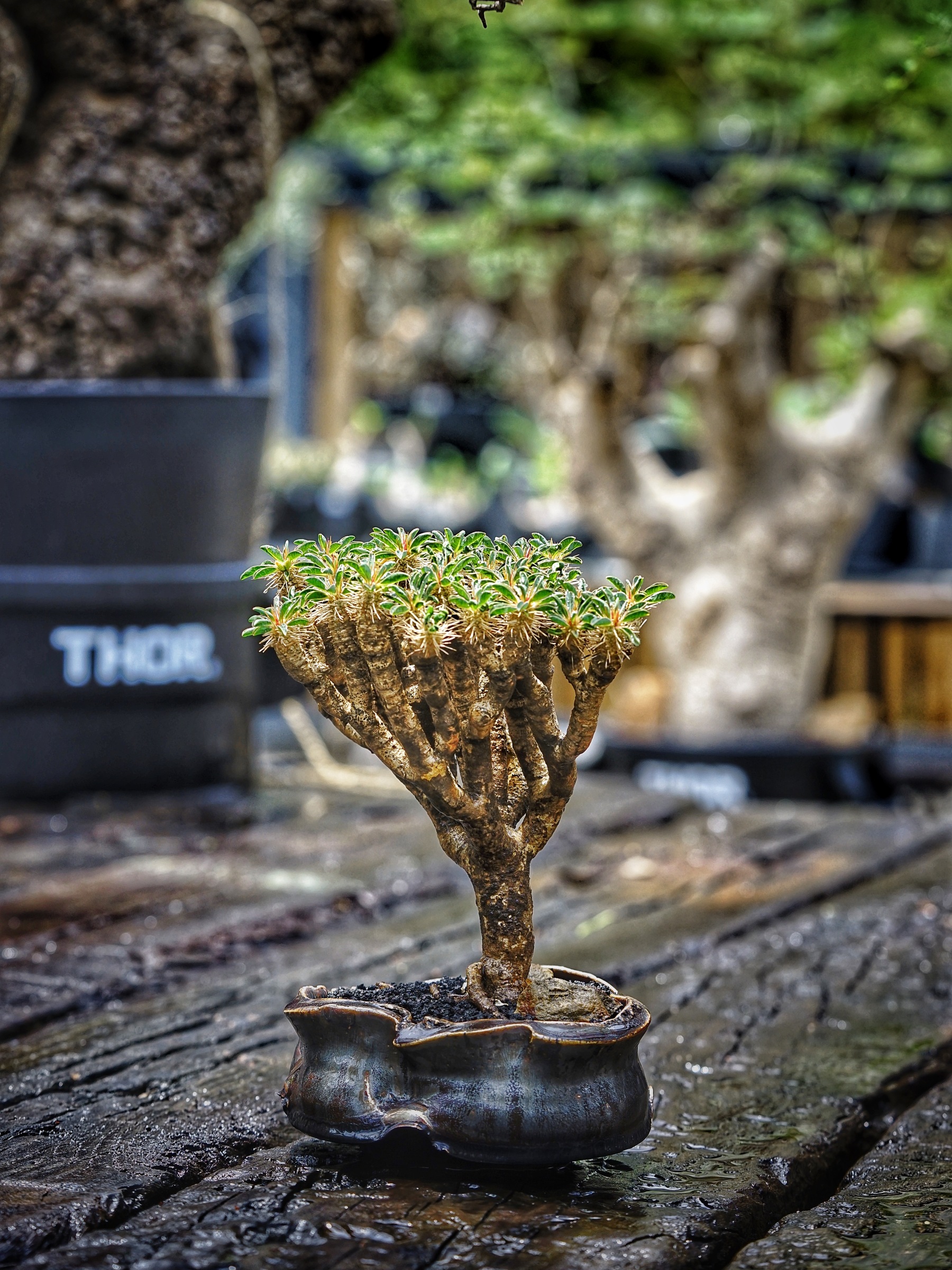 image_203A9970-AB70-4F82-9E47-4B7ECB6B5DB3_1783955605