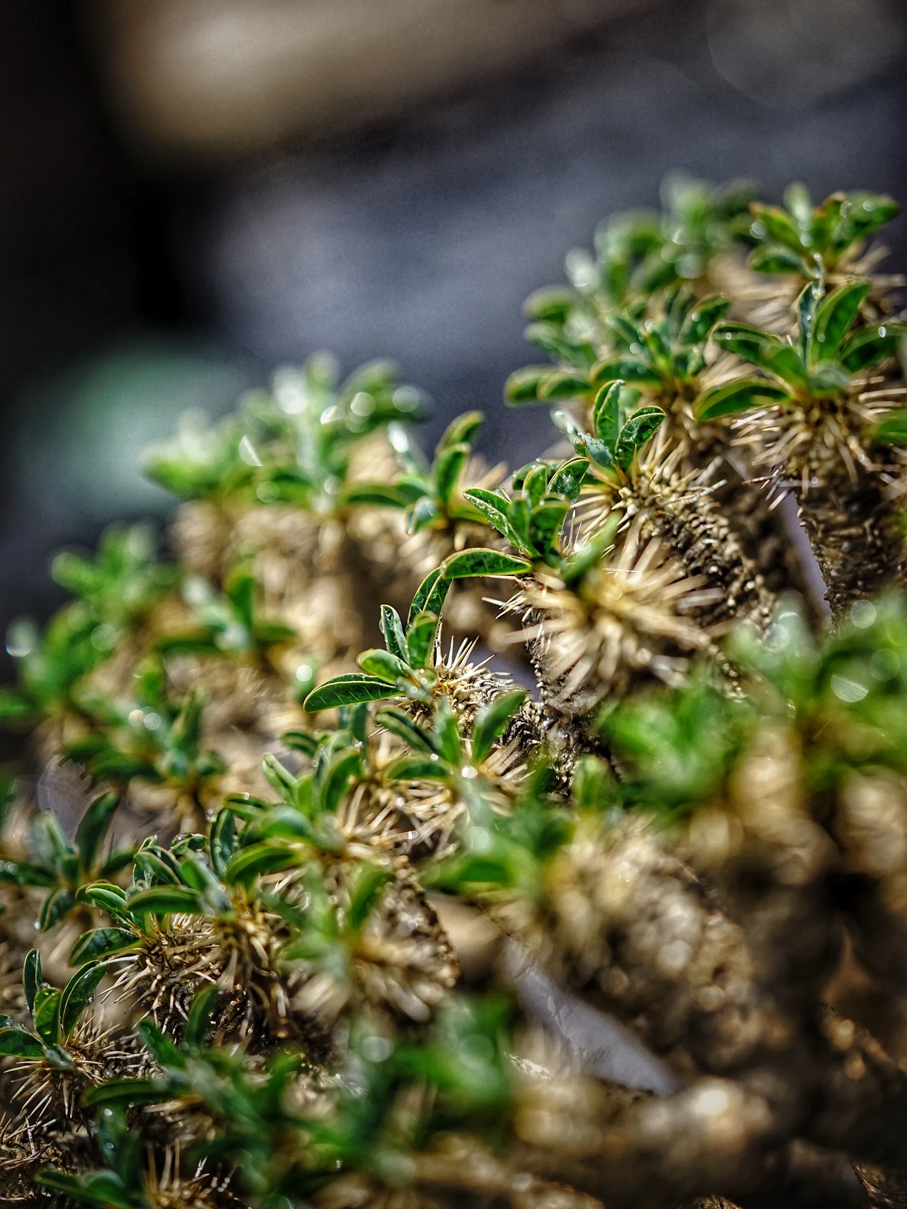 image_973A1DD4-2FD5-4A3B-AE9B-B7637BCF9BC1_1783955803