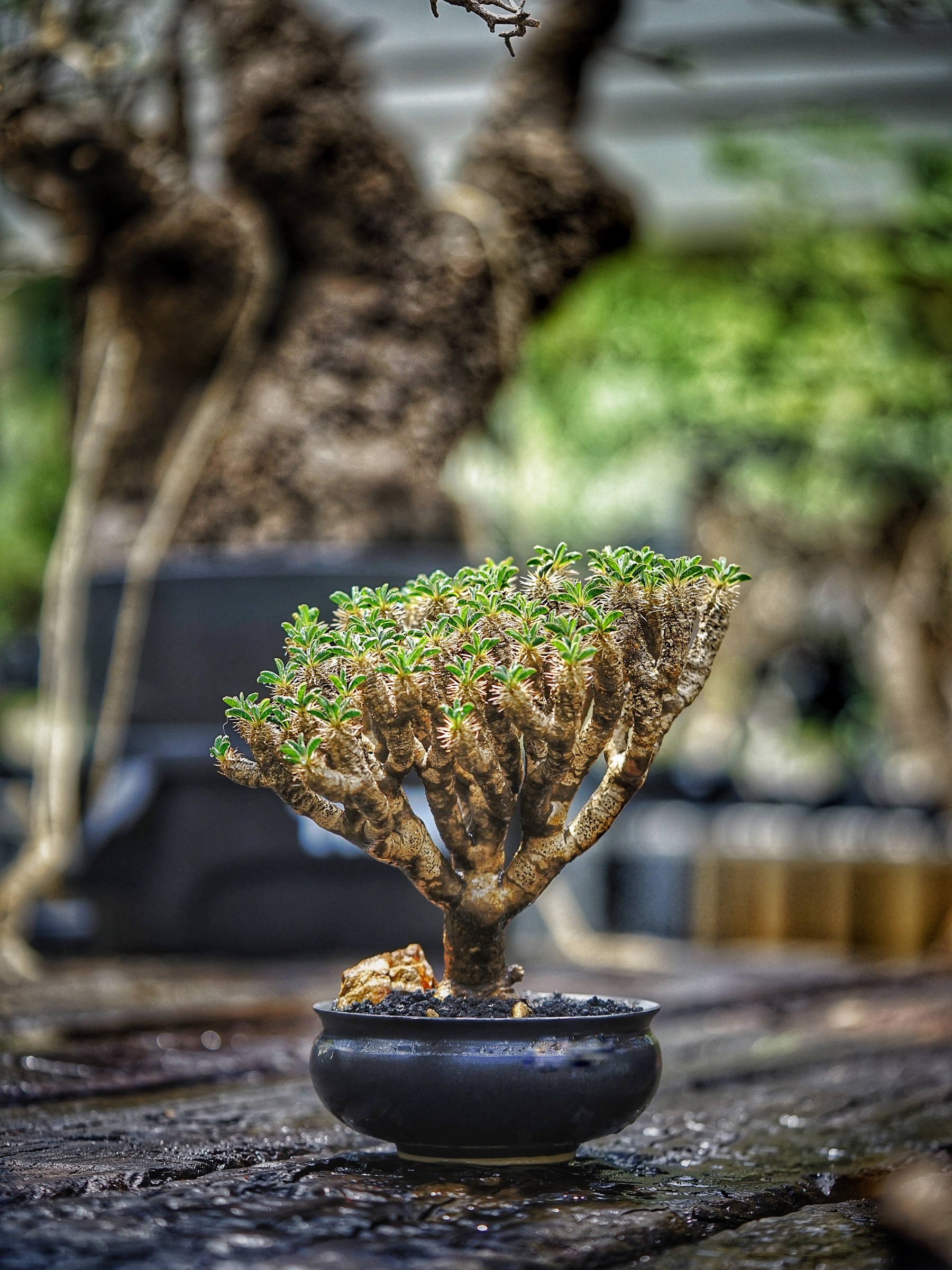 image_15769FBD-5E90-492F-B509-4EA81FD1B4FE_1783955803