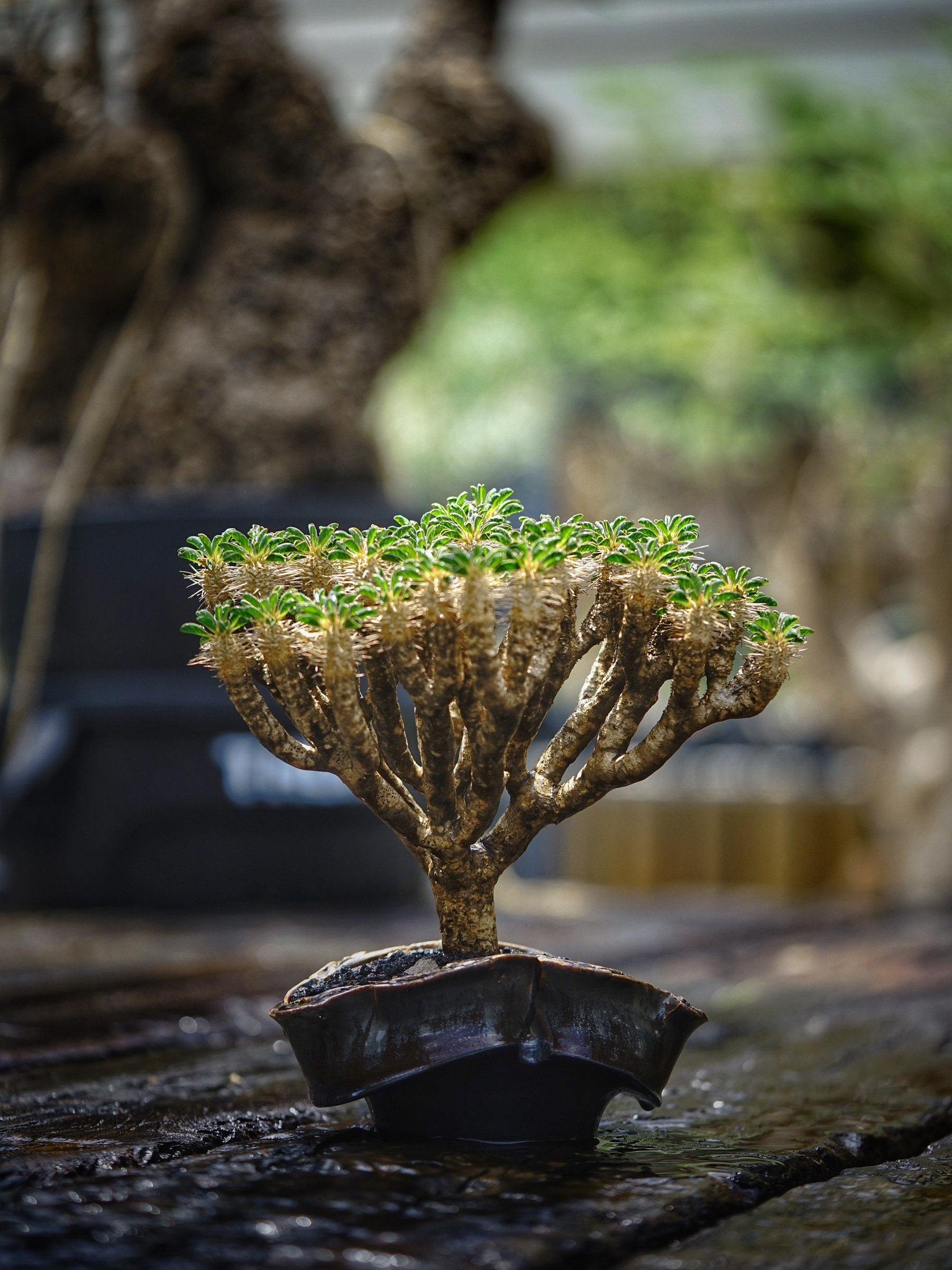 image_706EB2AD-96E8-4041-BF75-FFB894A00D4E_1783956052