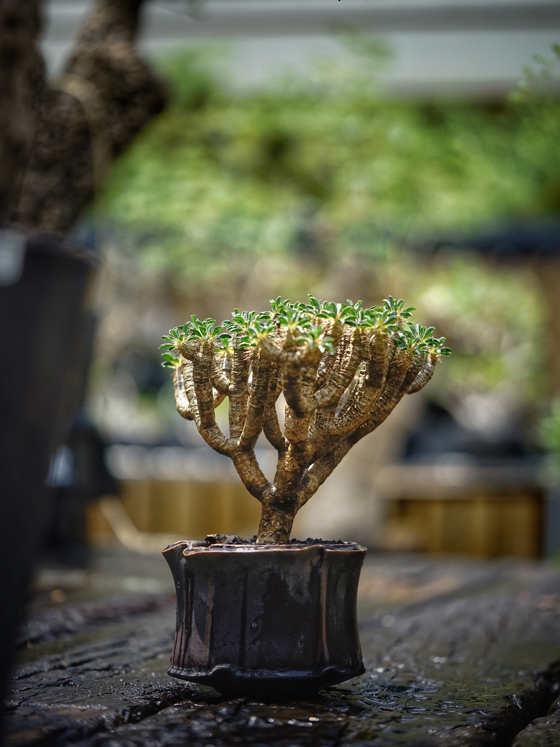 image_C3005D1E-08B0-4071-B2B1-FFC4ADA16DC6_1783956187