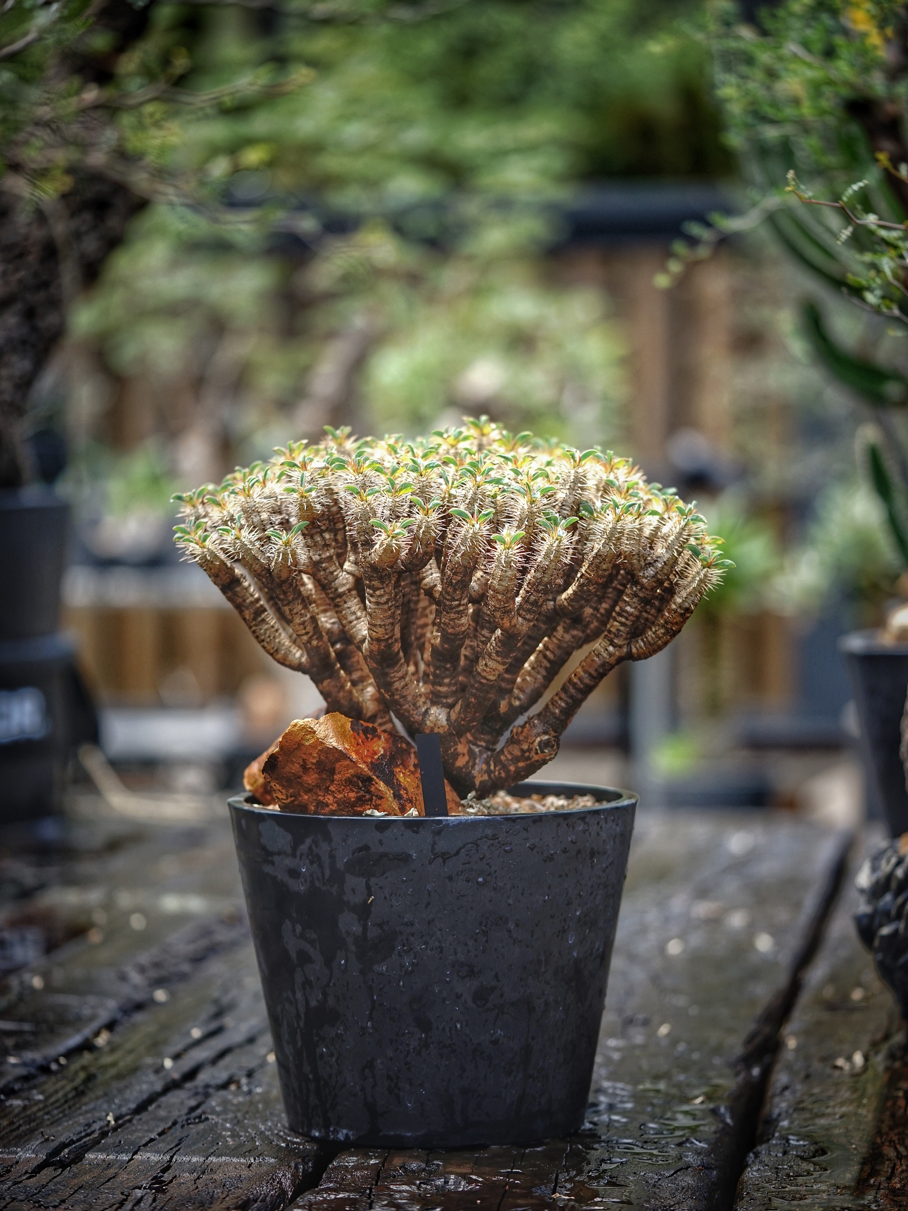 image_562E3F28-E122-4DF9-9D53-A1537CE5AFF7_1784304109