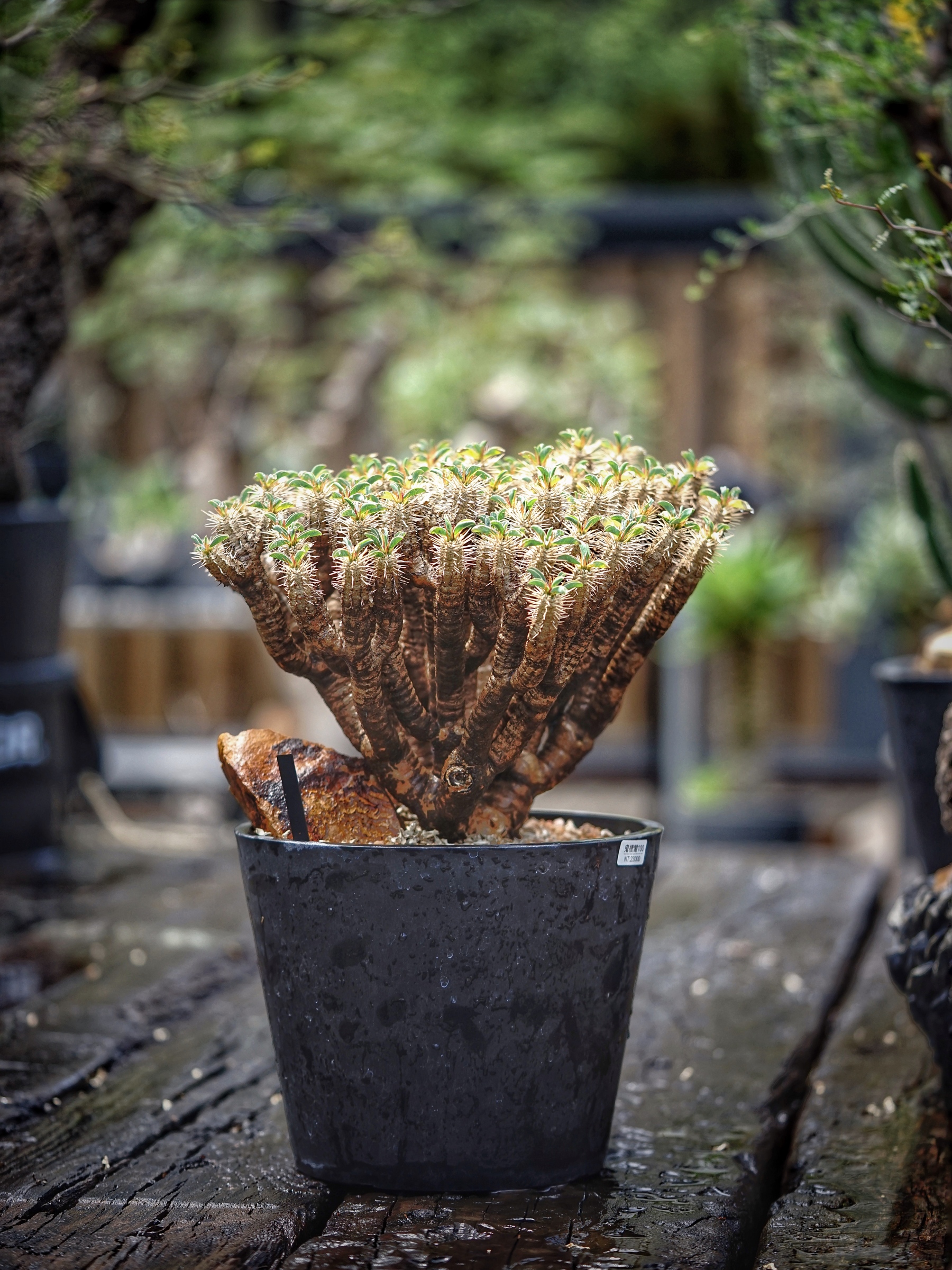 image_58ACC873-80A5-4D32-BD2F-76D289A4160B_1784304109