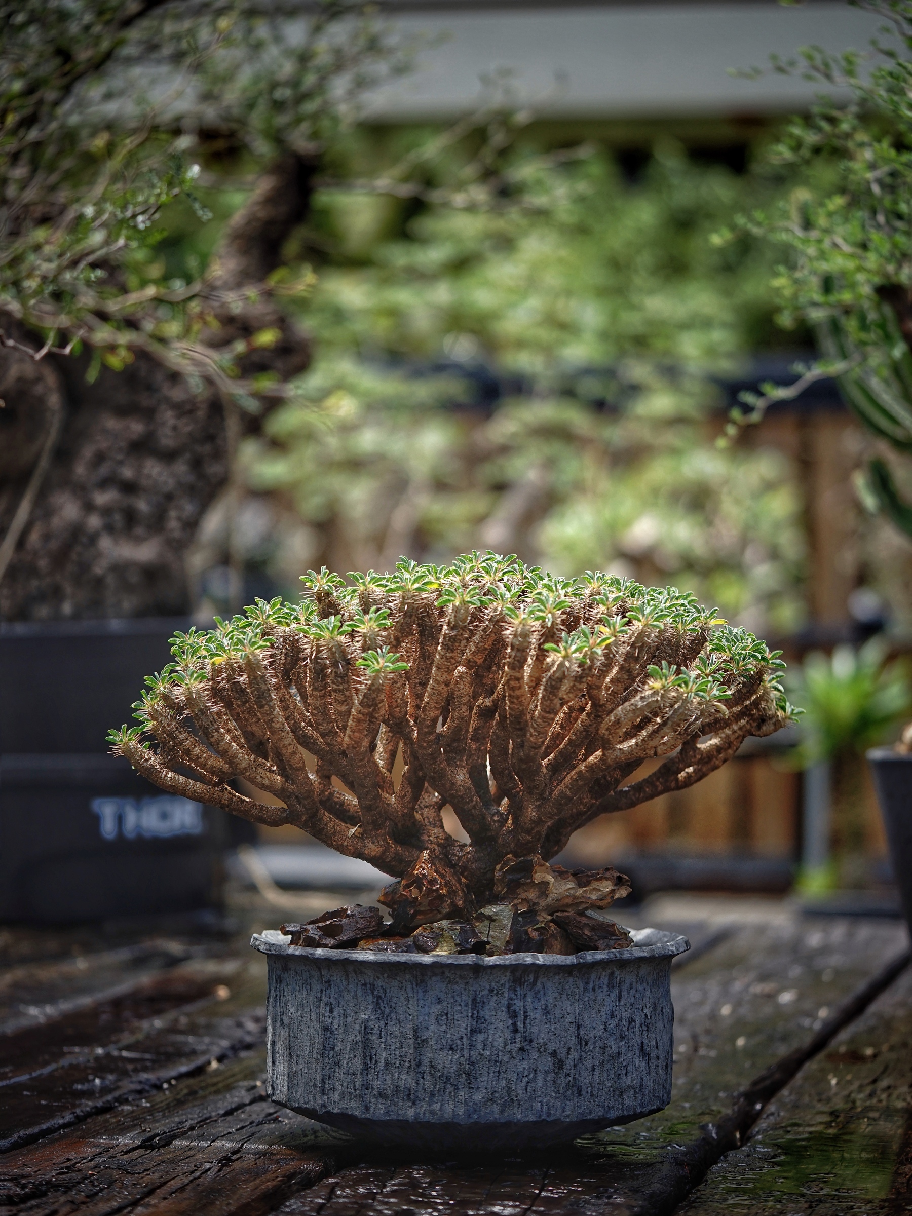 image_B26985E5-6E16-4AAD-9D3A-F15FEA91696A_1784349976