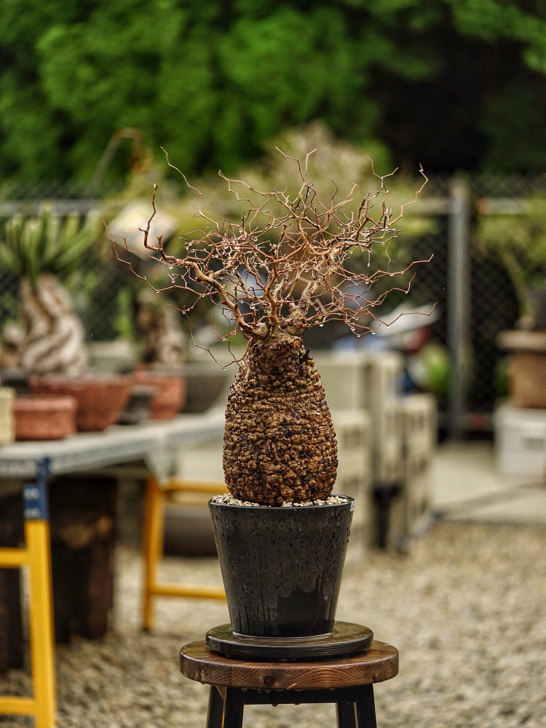 image_D53D6590-54D7-4C21-9C04-C4FC378D263C_1785488127