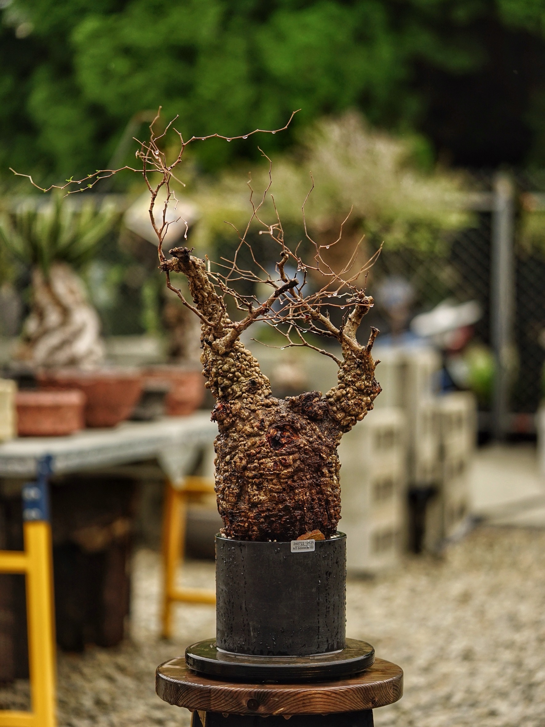 image_60F8D7E4-D6B3-4F59-AA60-D12A93830FF6_1785488265