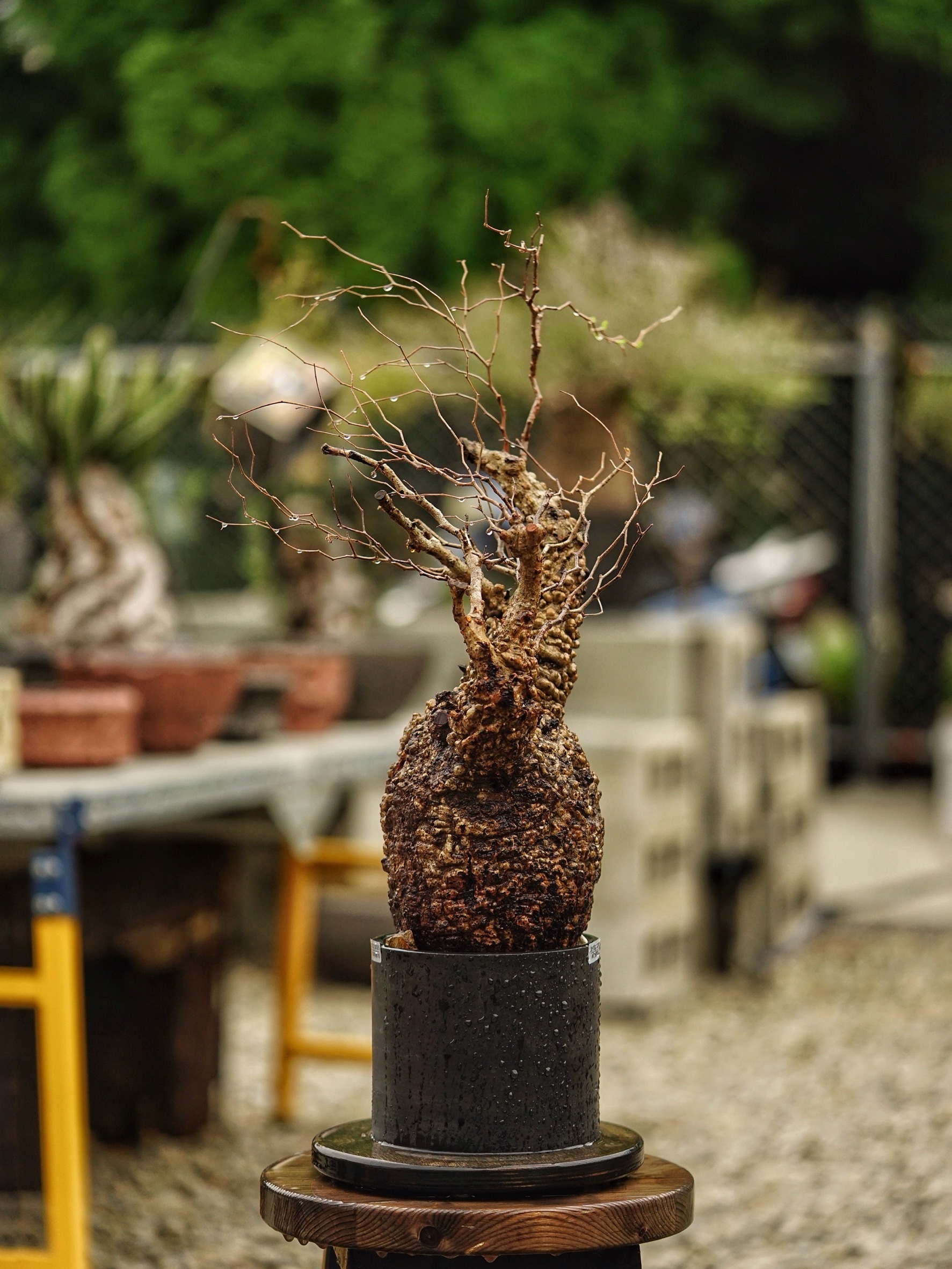 image_B42032EB-28B1-4C0C-AB61-F9661EF84A2F_1785488265