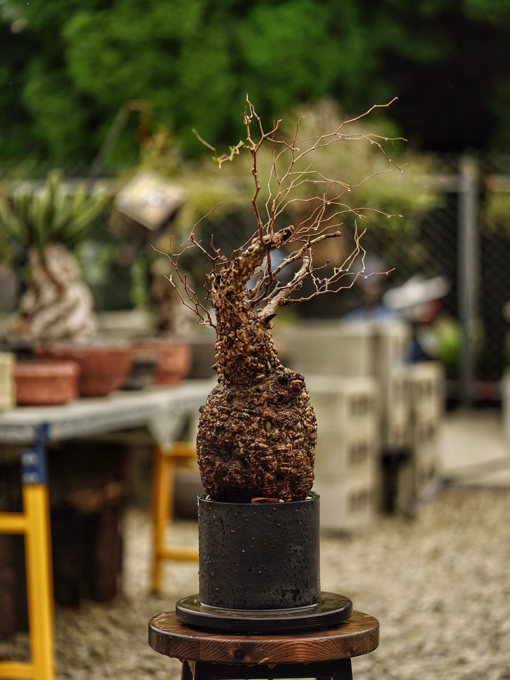 image_467E33A7-CFE0-4FED-8986-87153C2363A6_1785488265