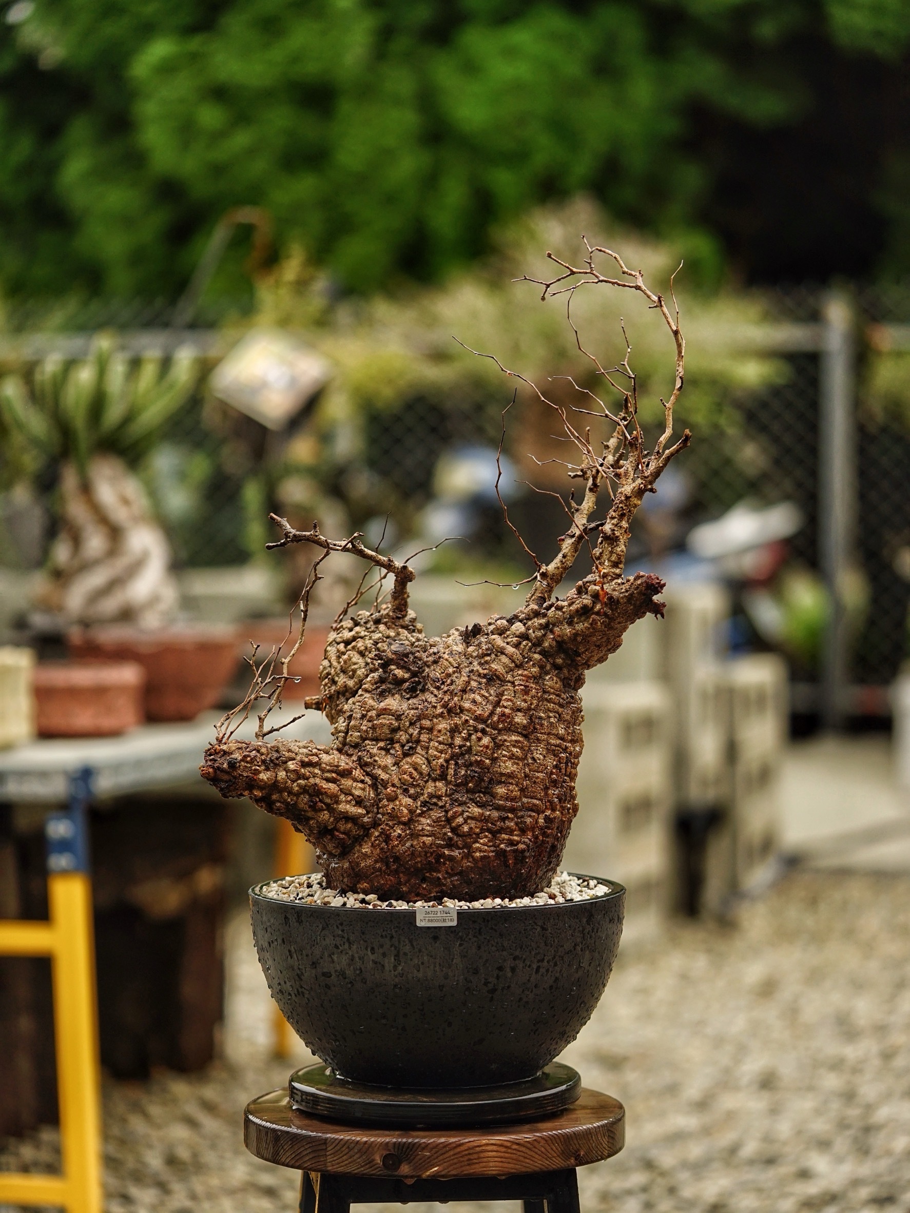image_BAF40206-2FF6-4F2A-95FD-C12FD81D1EF6_1785488408