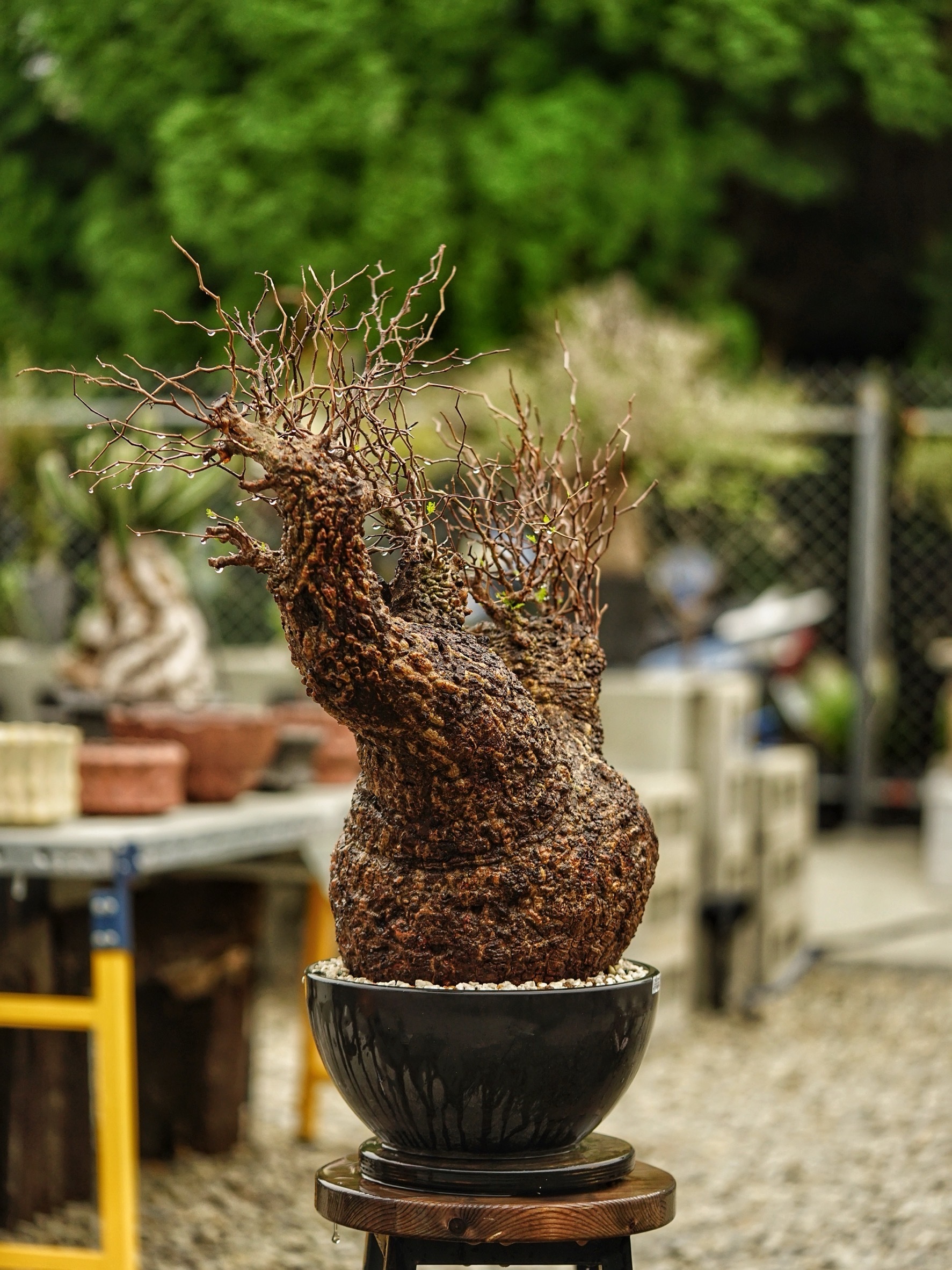 image_1EC05302-48F1-442F-918C-95DA68716D0A_1785488563