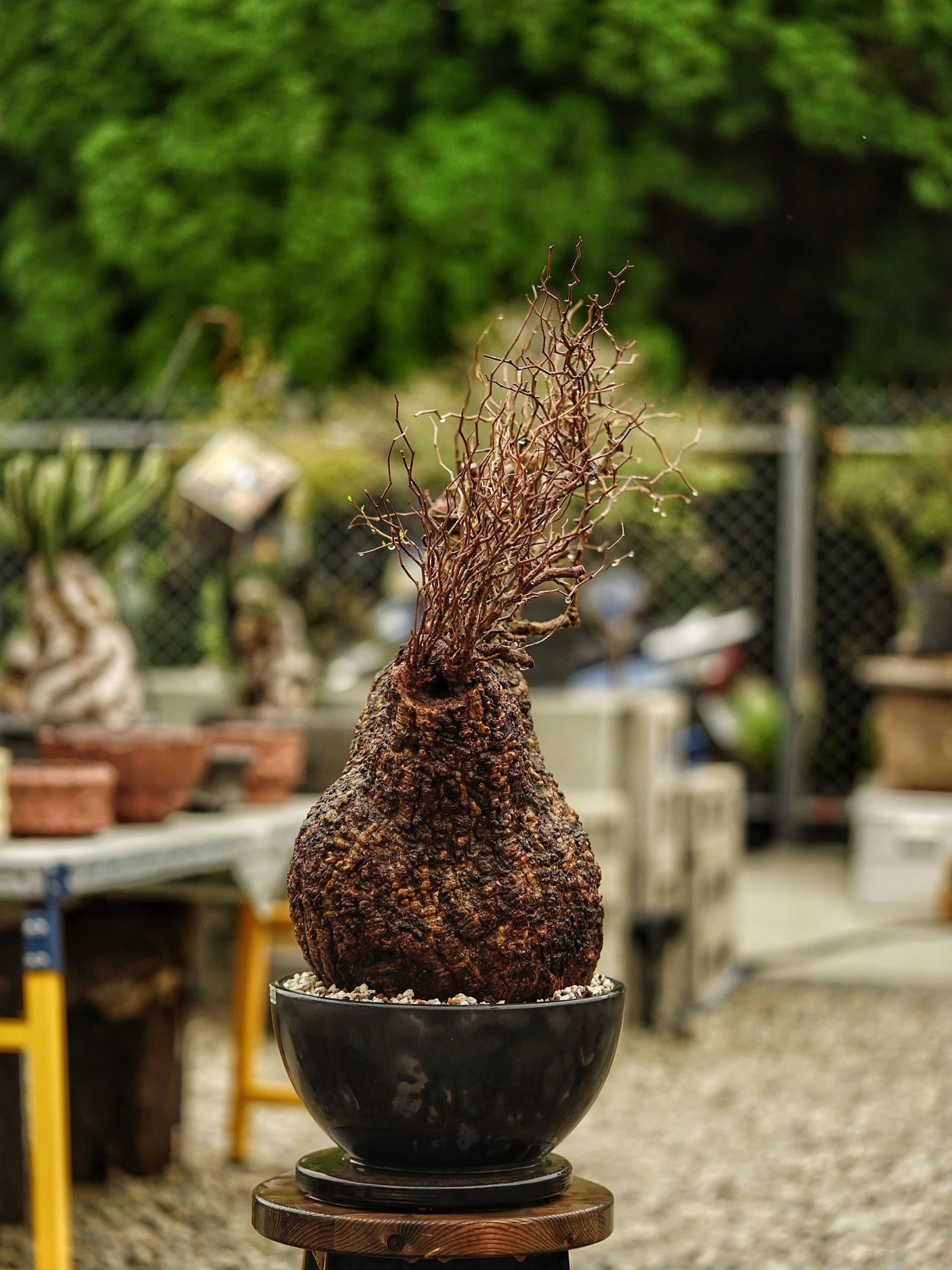 image_EBCC329F-660B-44D0-B407-3EED444C2845_1785488563