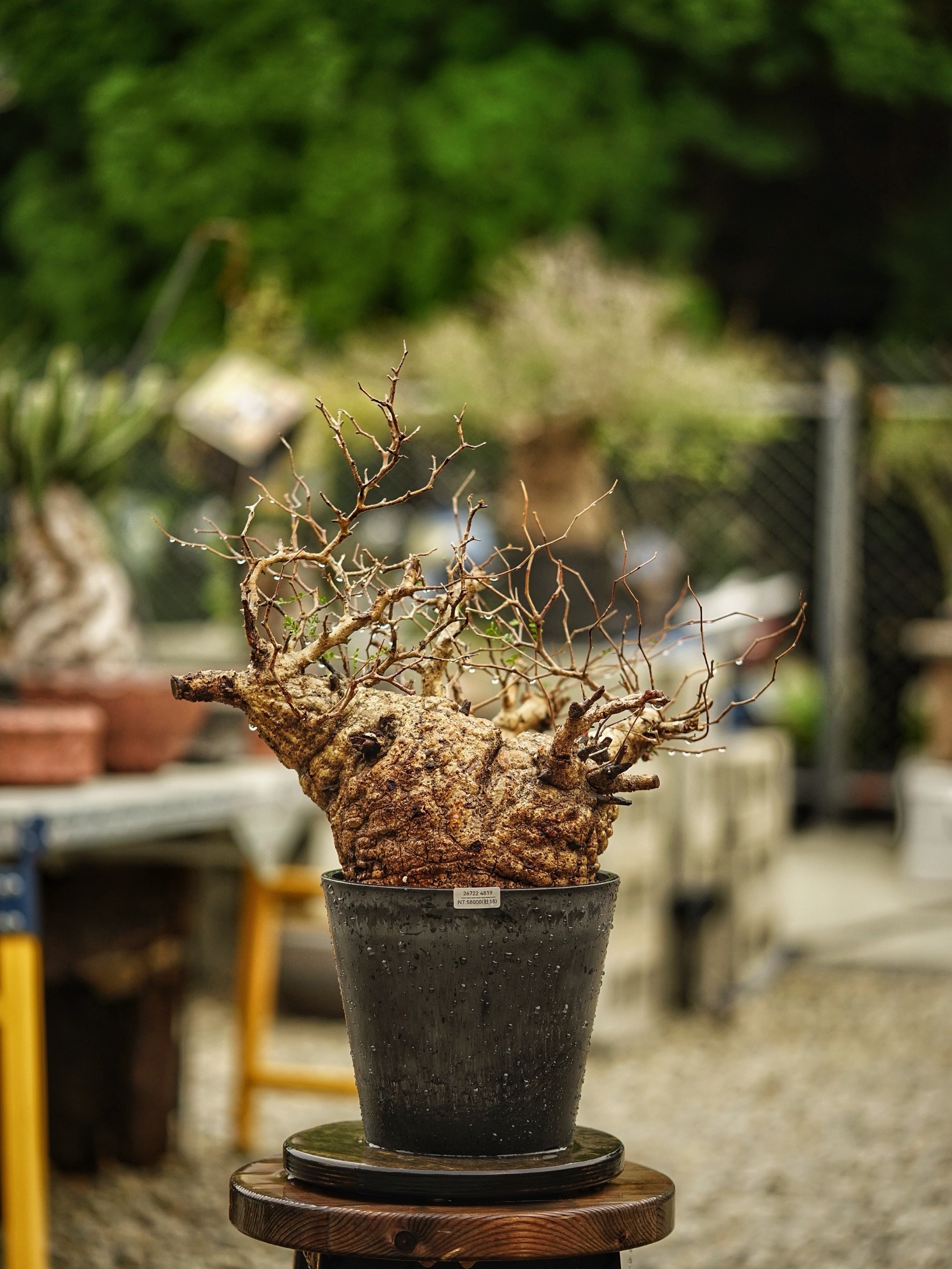 image_DB0445F0-A5D8-40F1-933A-C2F17D9A235E_1785488639