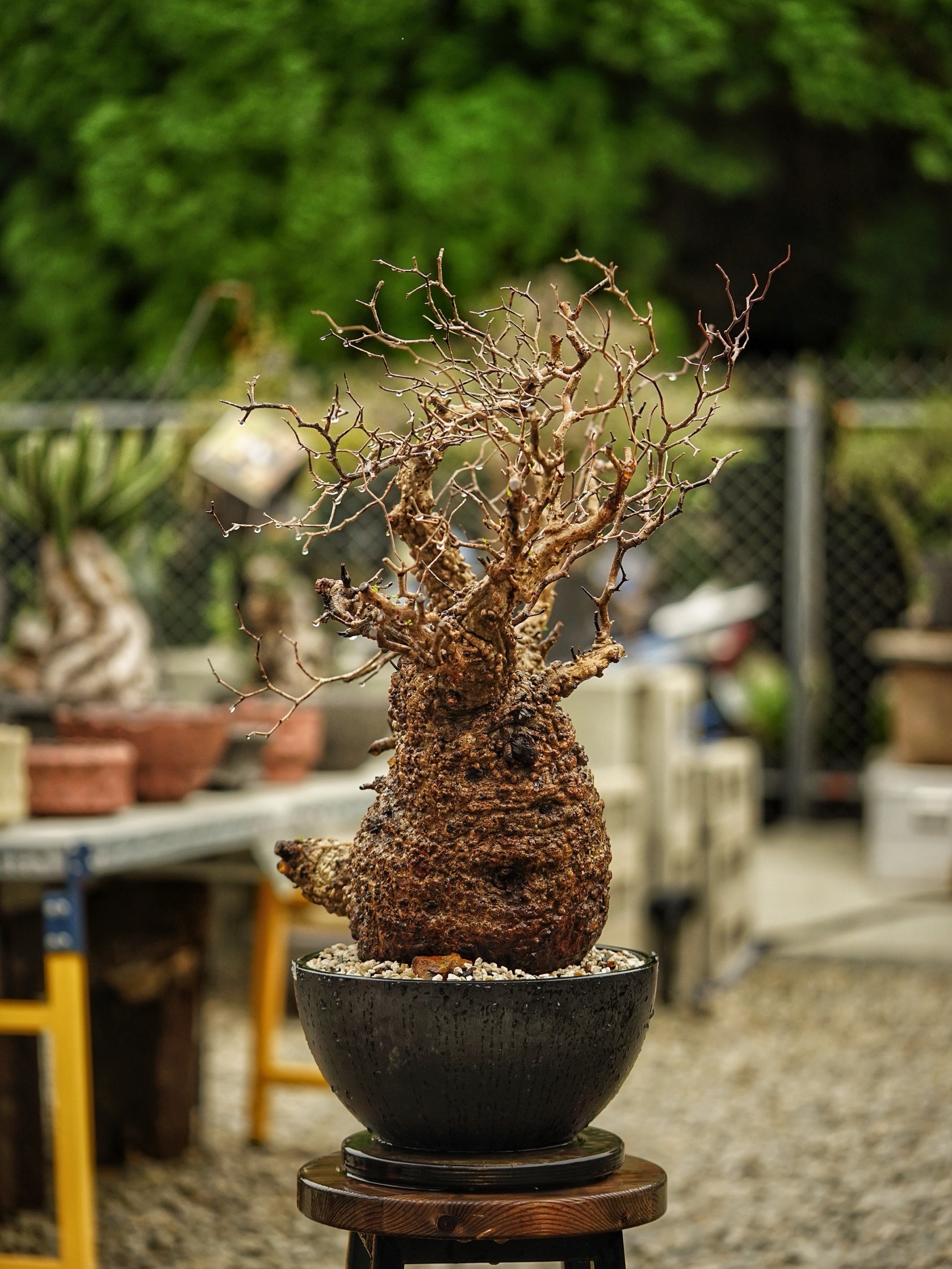 image_D36884DD-91A2-4F8E-8316-216EEE9B1AC2_1785488746