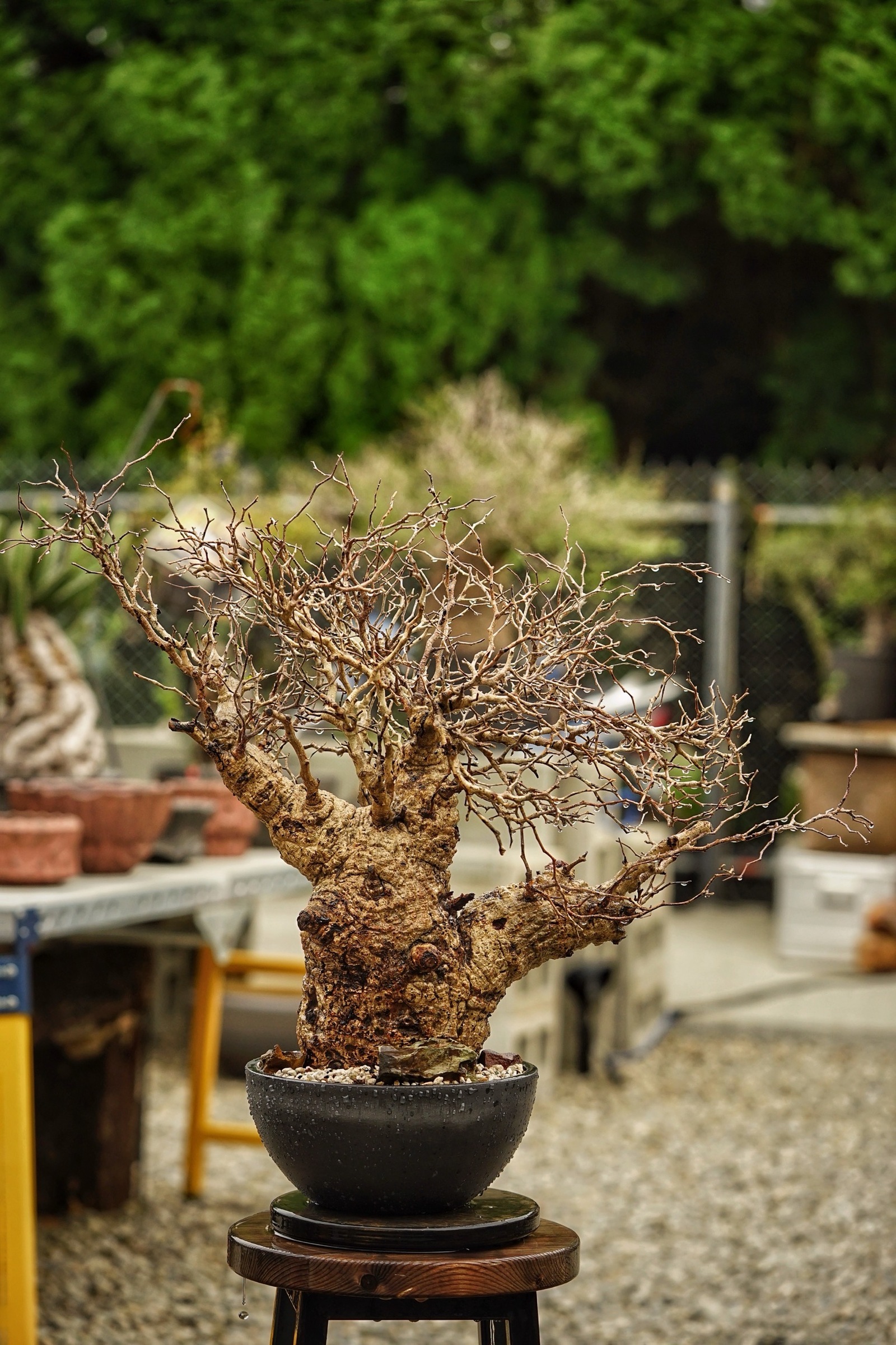 image_BFC91DBE-F0C5-42AF-85F5-2F0BC5676624_1785488846