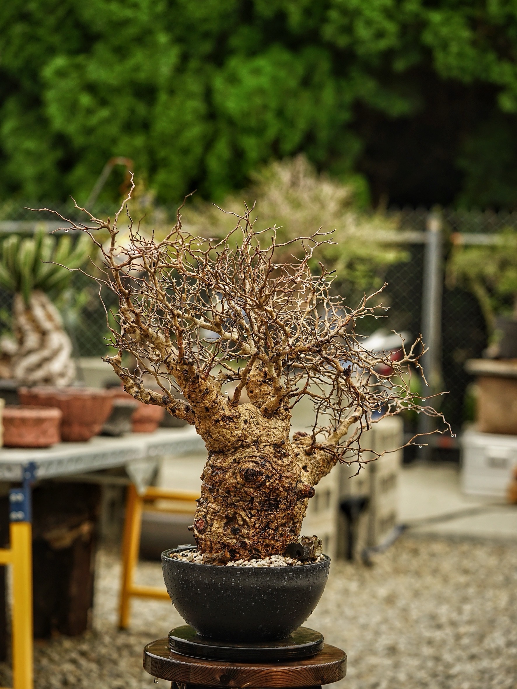 image_03C38423-B111-4E5F-8D8F-B0A02FBFE4BB_1785488846