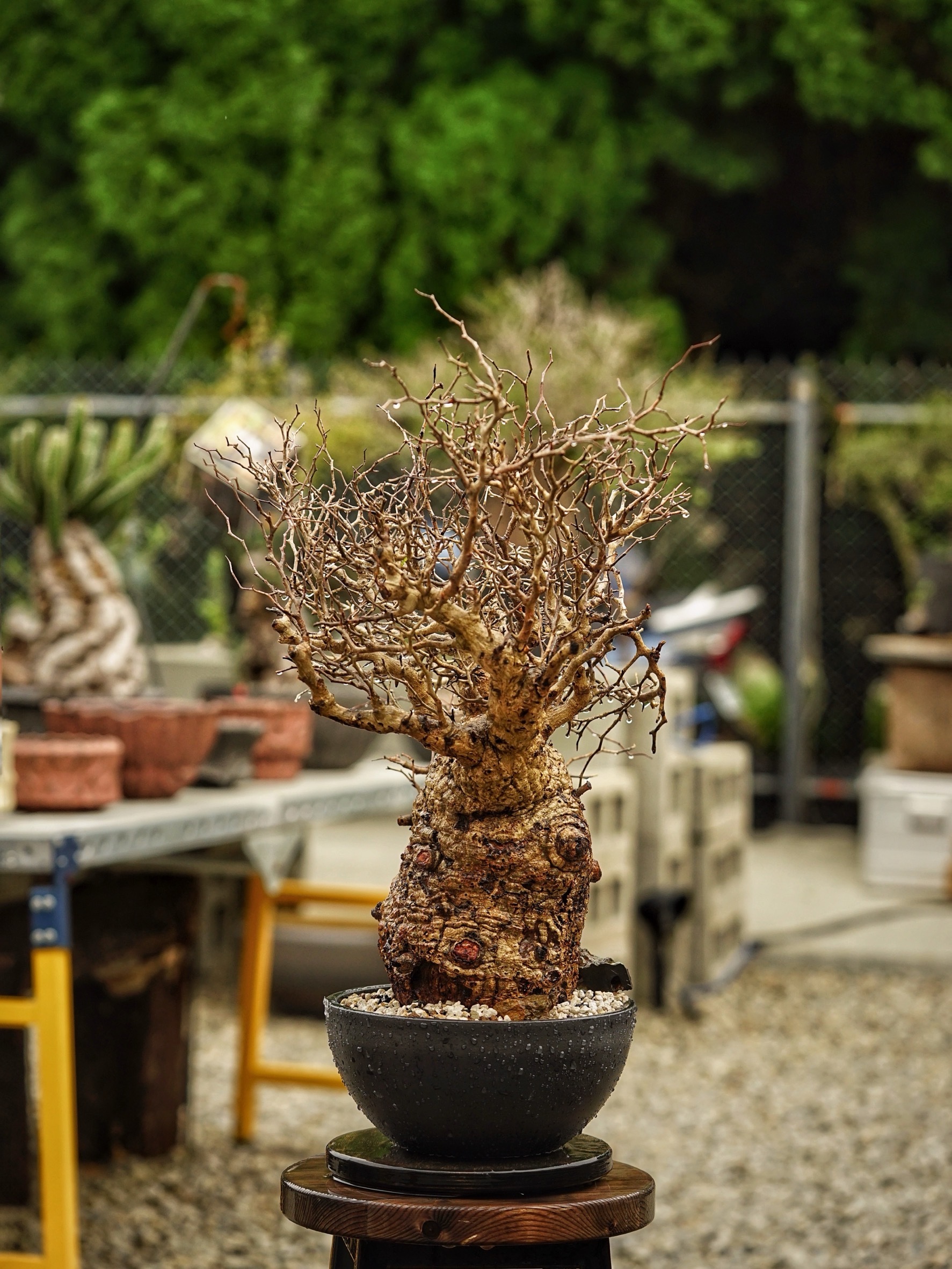 image_7CC0F426-C4C0-47F8-BB98-09D32A8B8EEF_1785488846