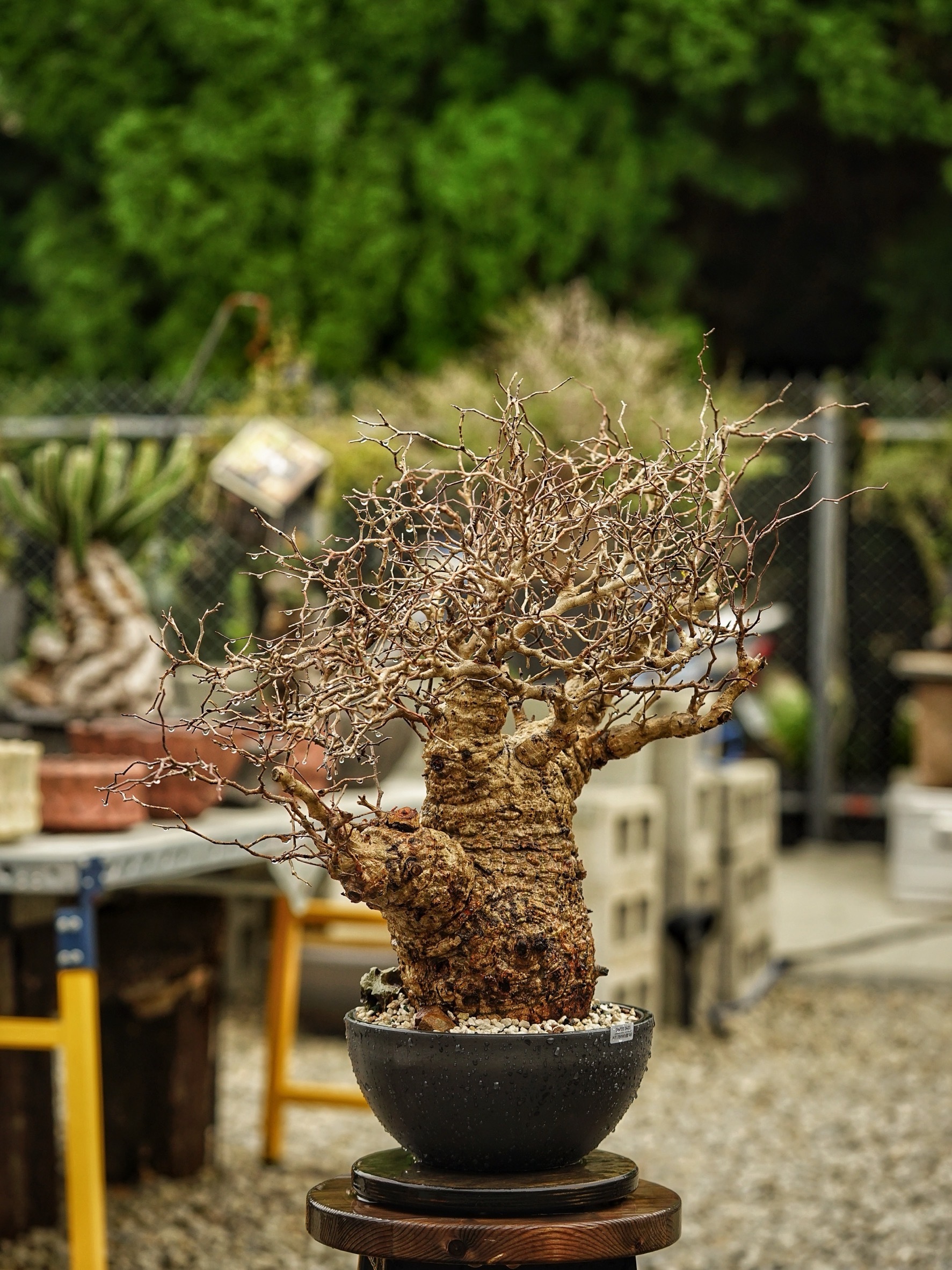 image_980E73FD-C167-4B75-B7BC-86B80CC2ACE8_1785488846