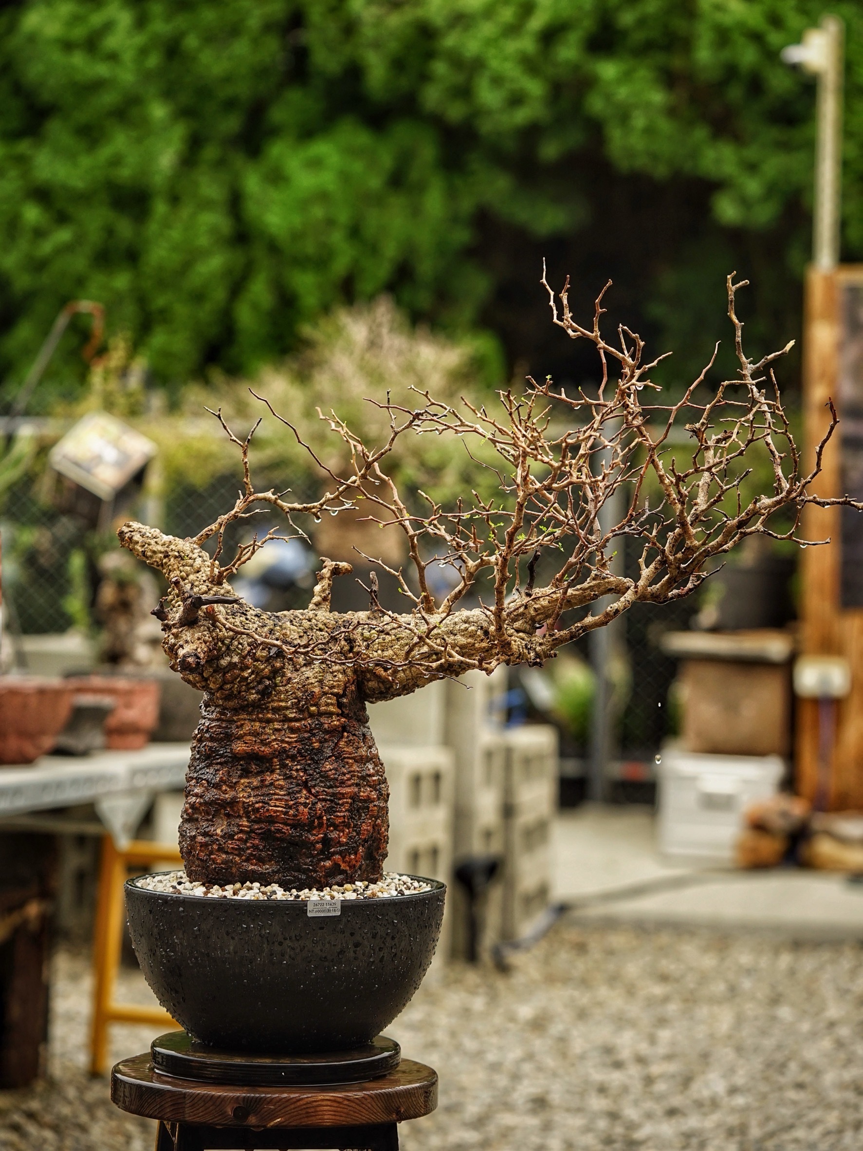 image_AF82B574-B442-4011-B6EE-A664385FE1B4_1785488948