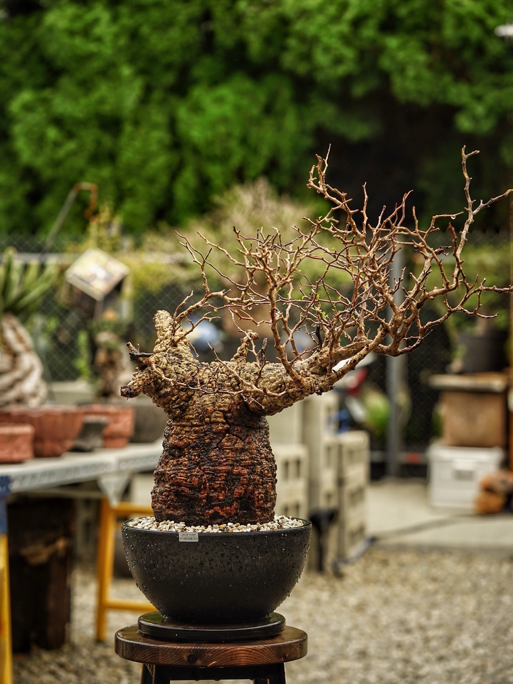 image_C74856DA-4D54-4F29-A962-945573E0466E_1785488948