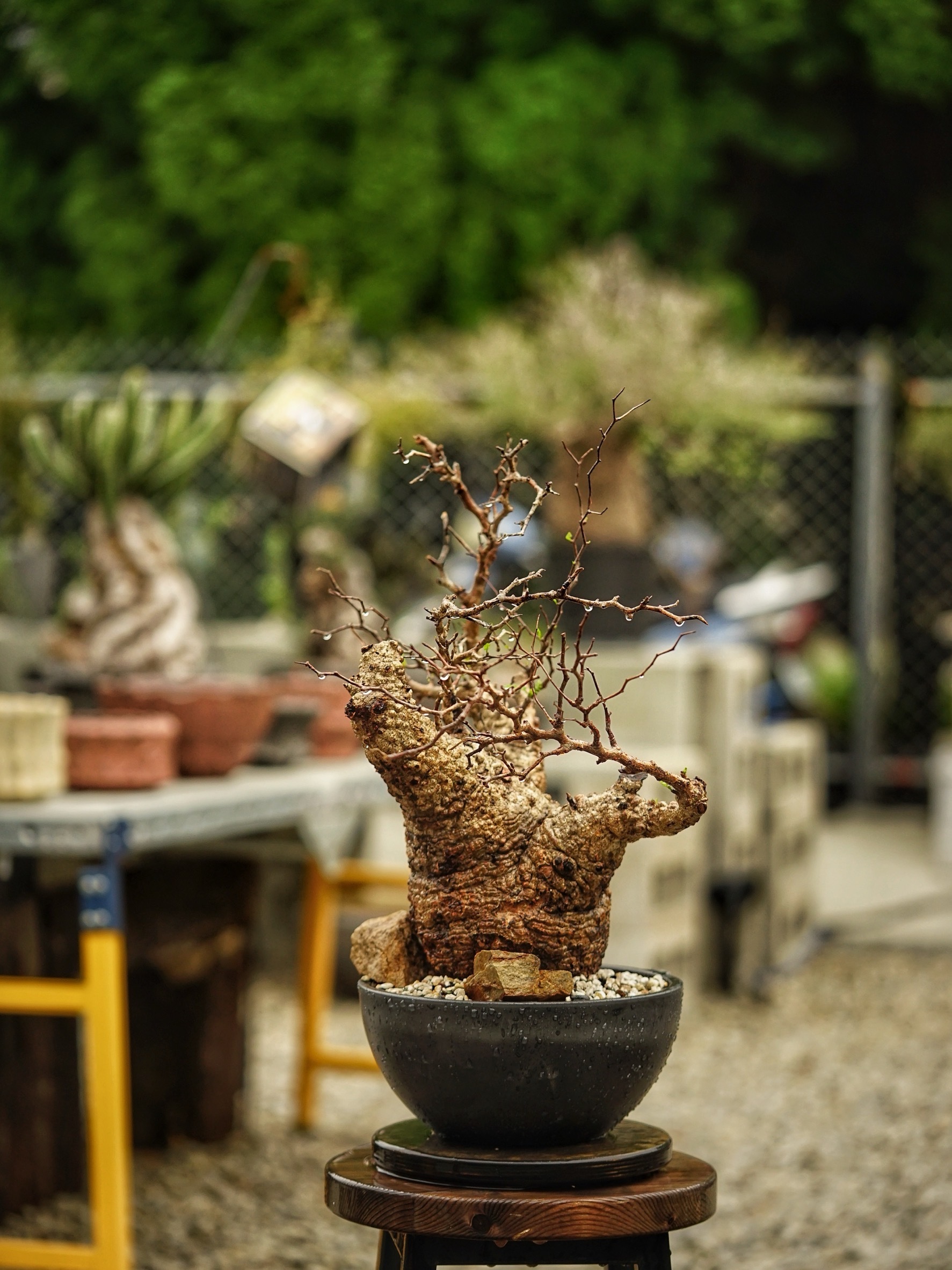 image_C74FE5F5-0A11-43E4-918E-393DB00F7BD0_1785489058