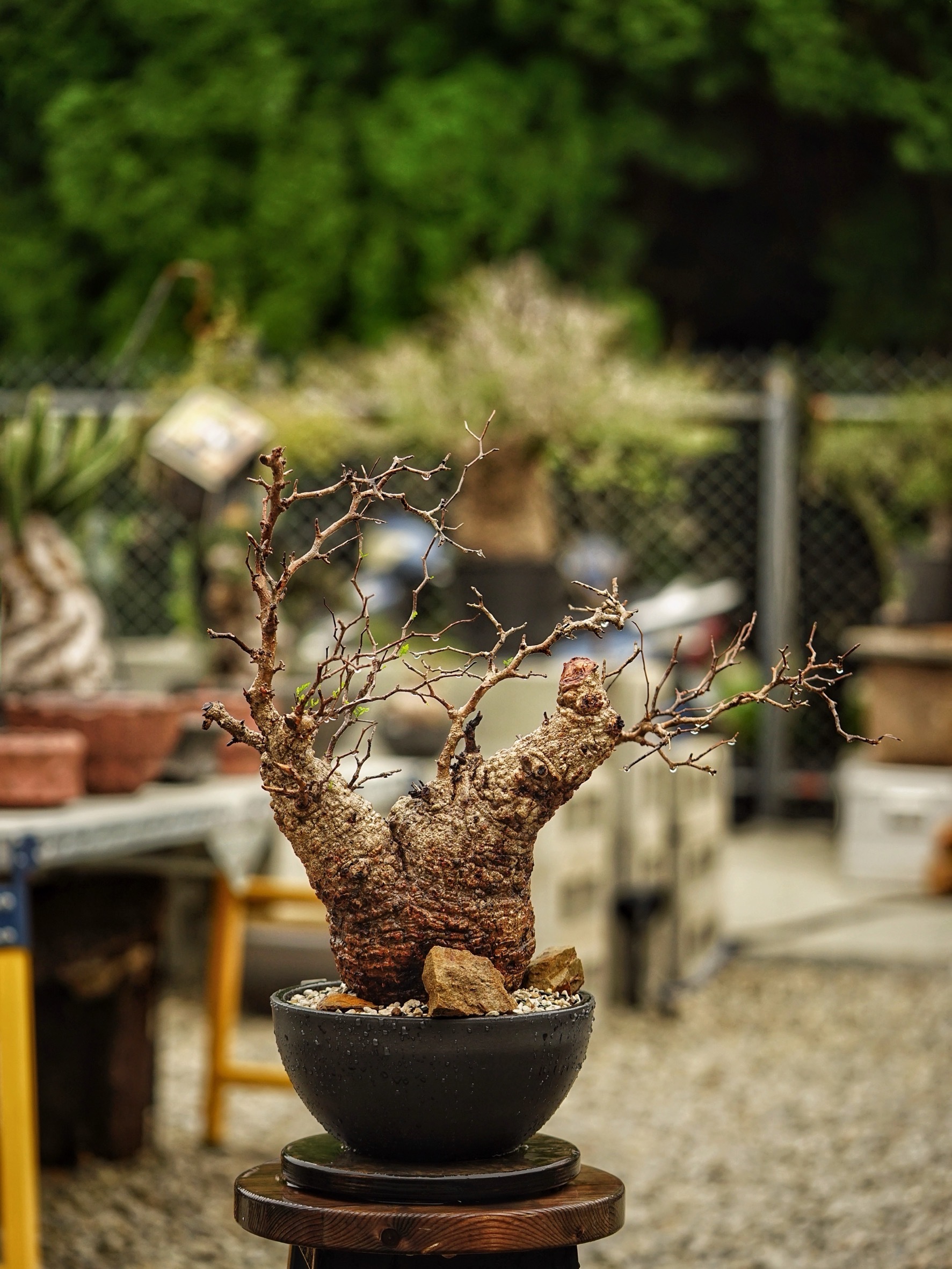image_2145C73E-7E15-4C17-8BD6-13ACD7B7ED9B_1785489058