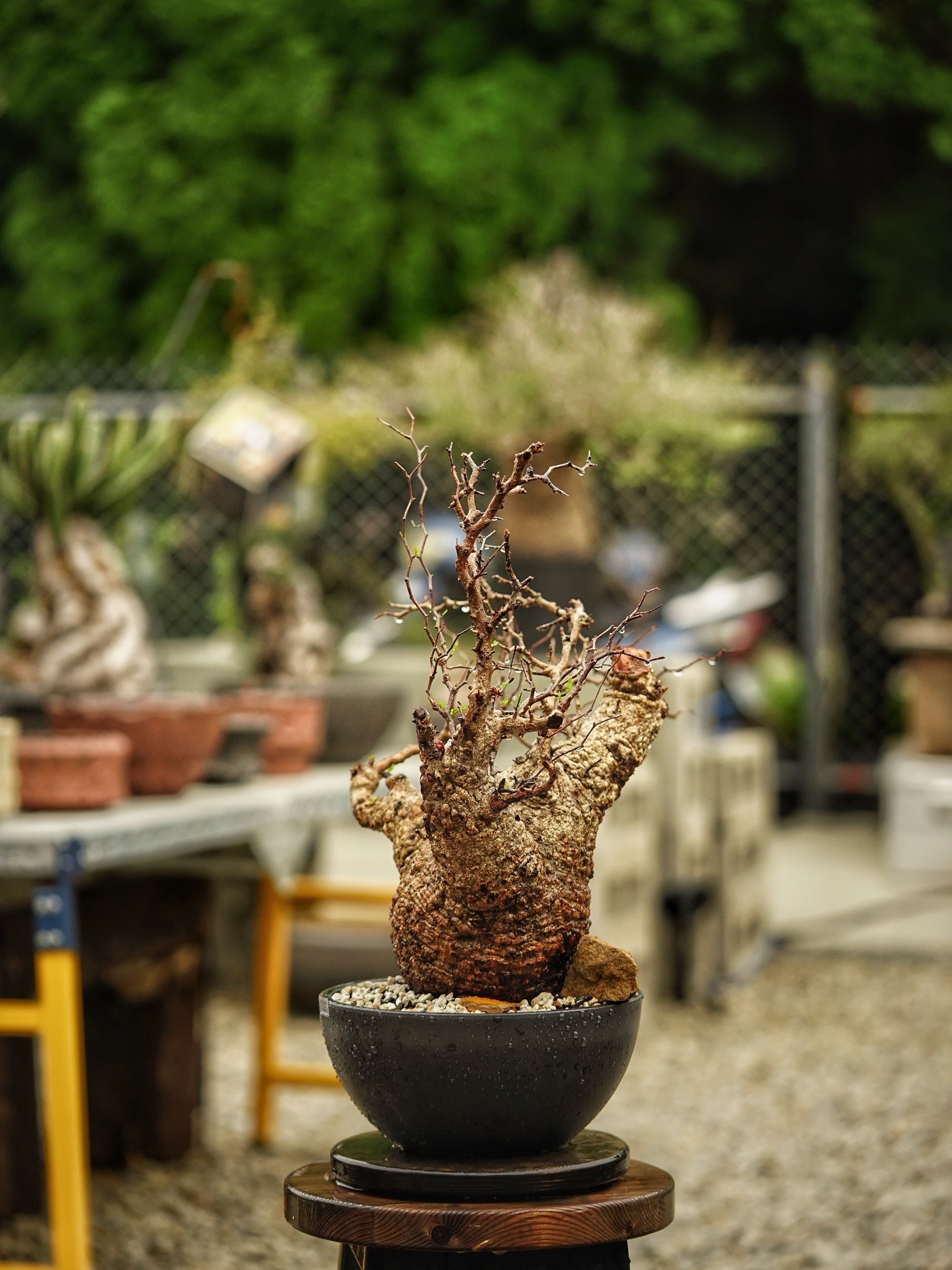 image_9AC5EEFC-F9D5-4BE4-A745-7B9DEE188B3C_1785489058