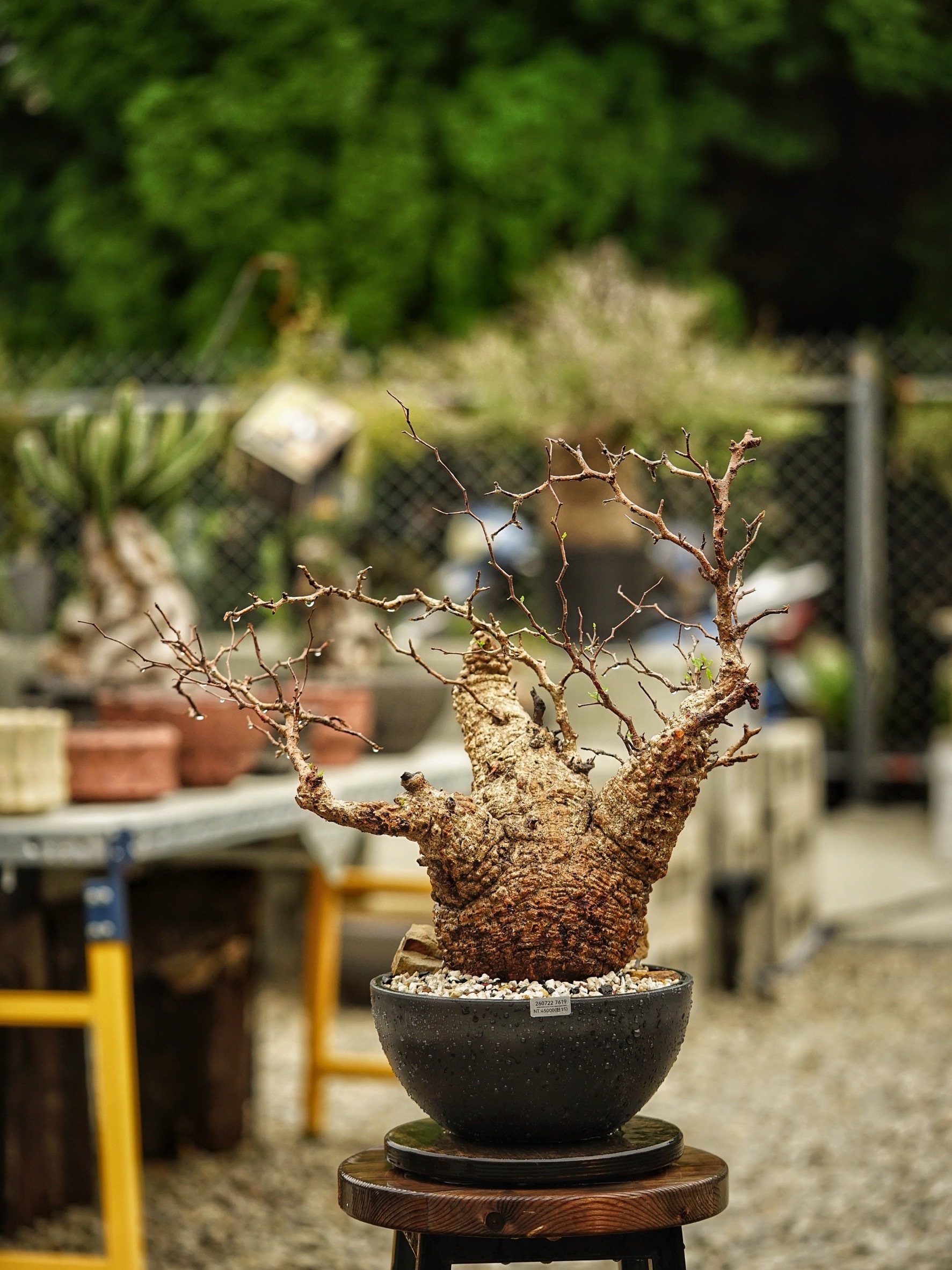 image_46E41D1E-D70E-4BB0-80C3-87EAB8596E49_1785489058