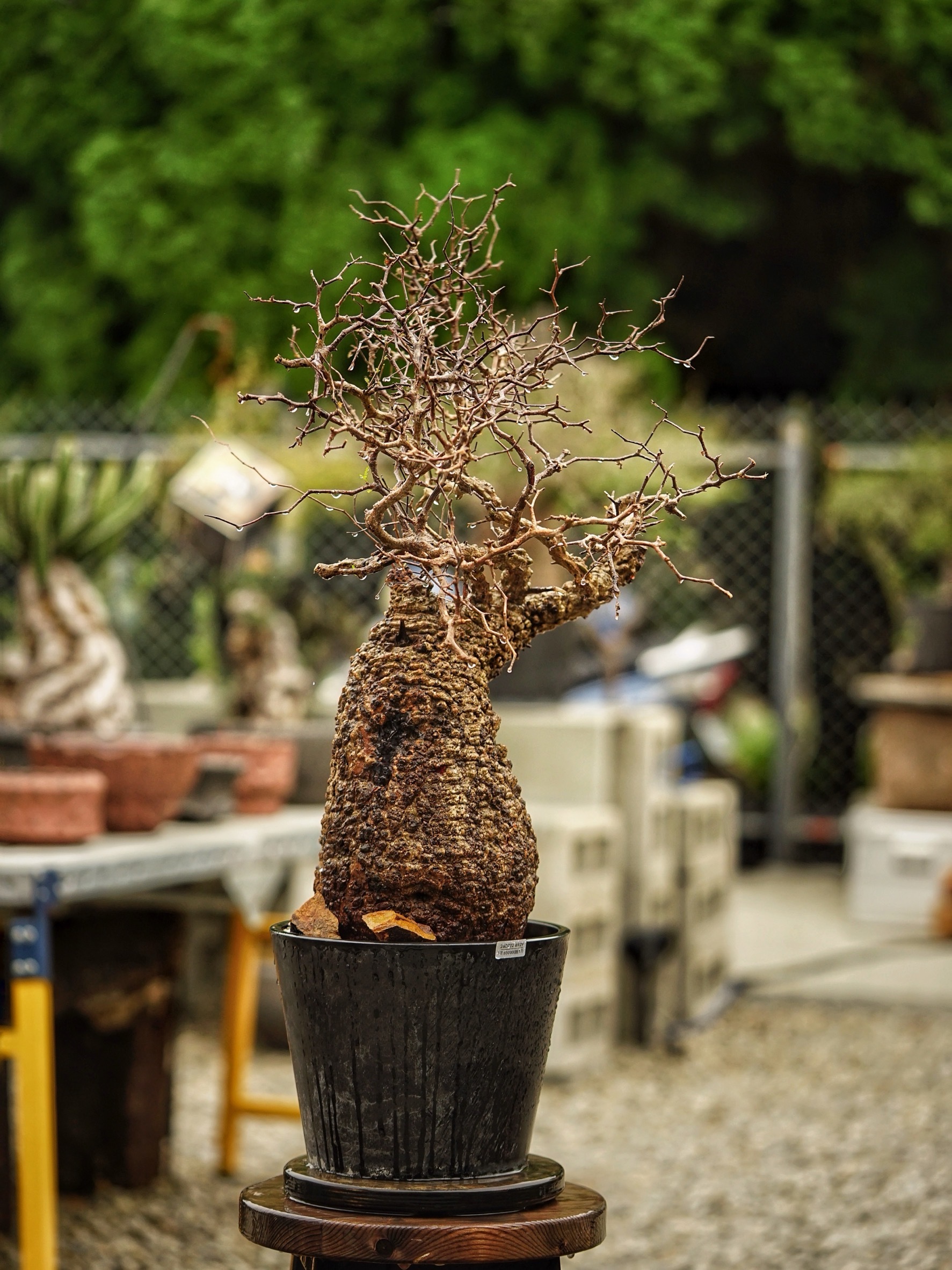 image_D6B45F16-BA0D-4CCE-9E1B-DFF0A603B5CC_1785489134