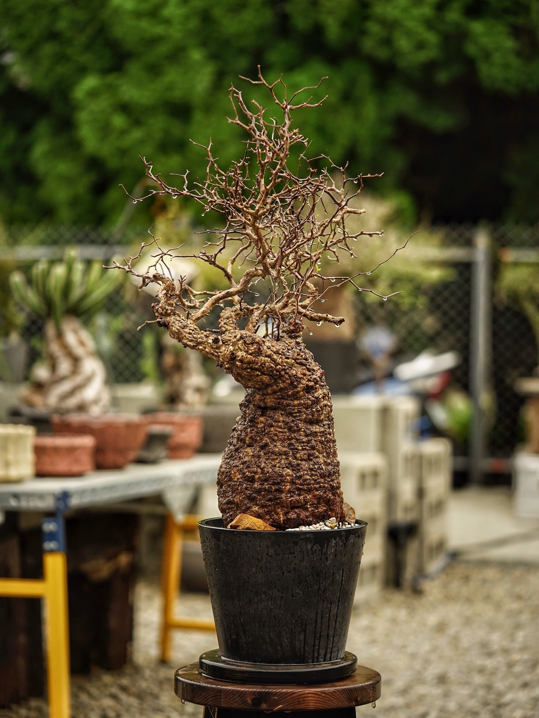 image_CE200492-78FD-40A5-99CB-90D9340C78F0_1785489134