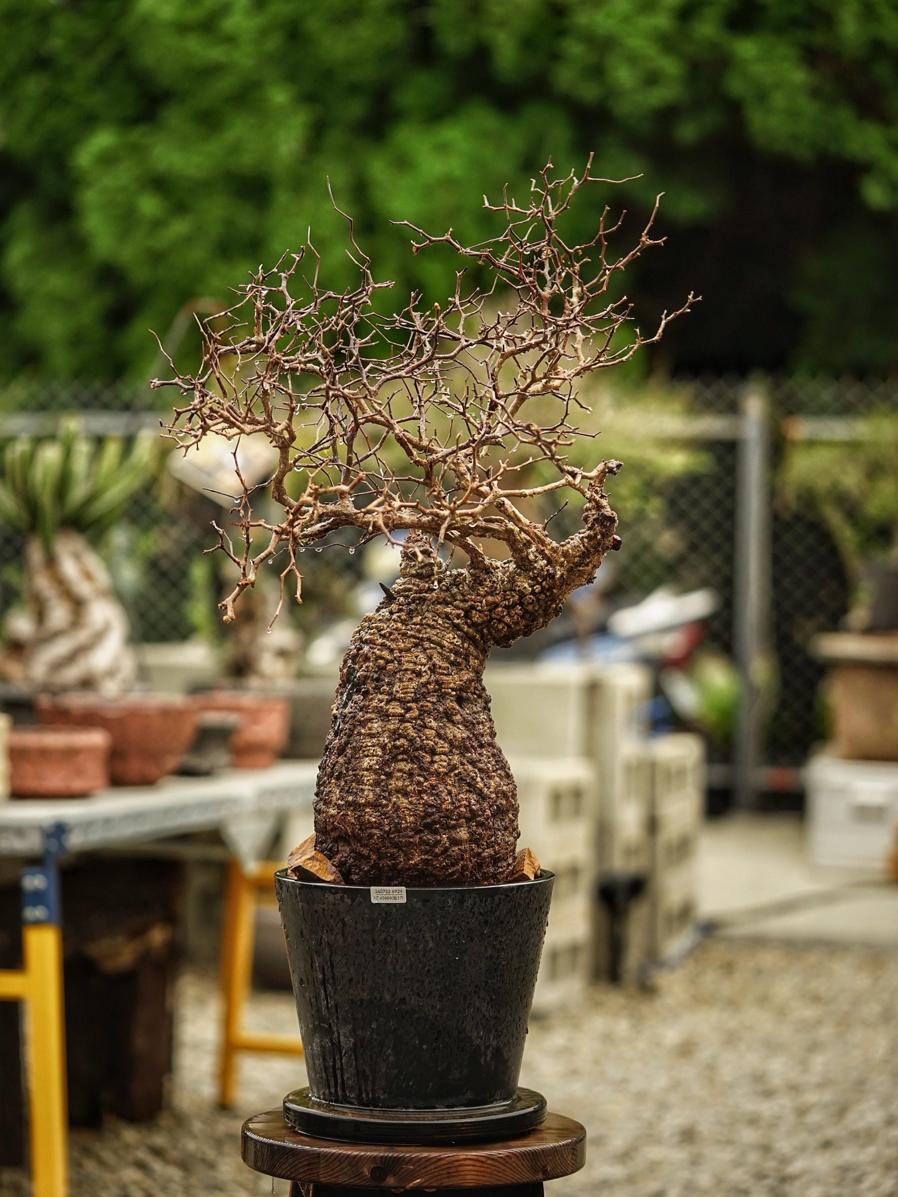 image_BB5D0073-7317-47CB-BB8F-D03F4D74EDB3_1785489134
