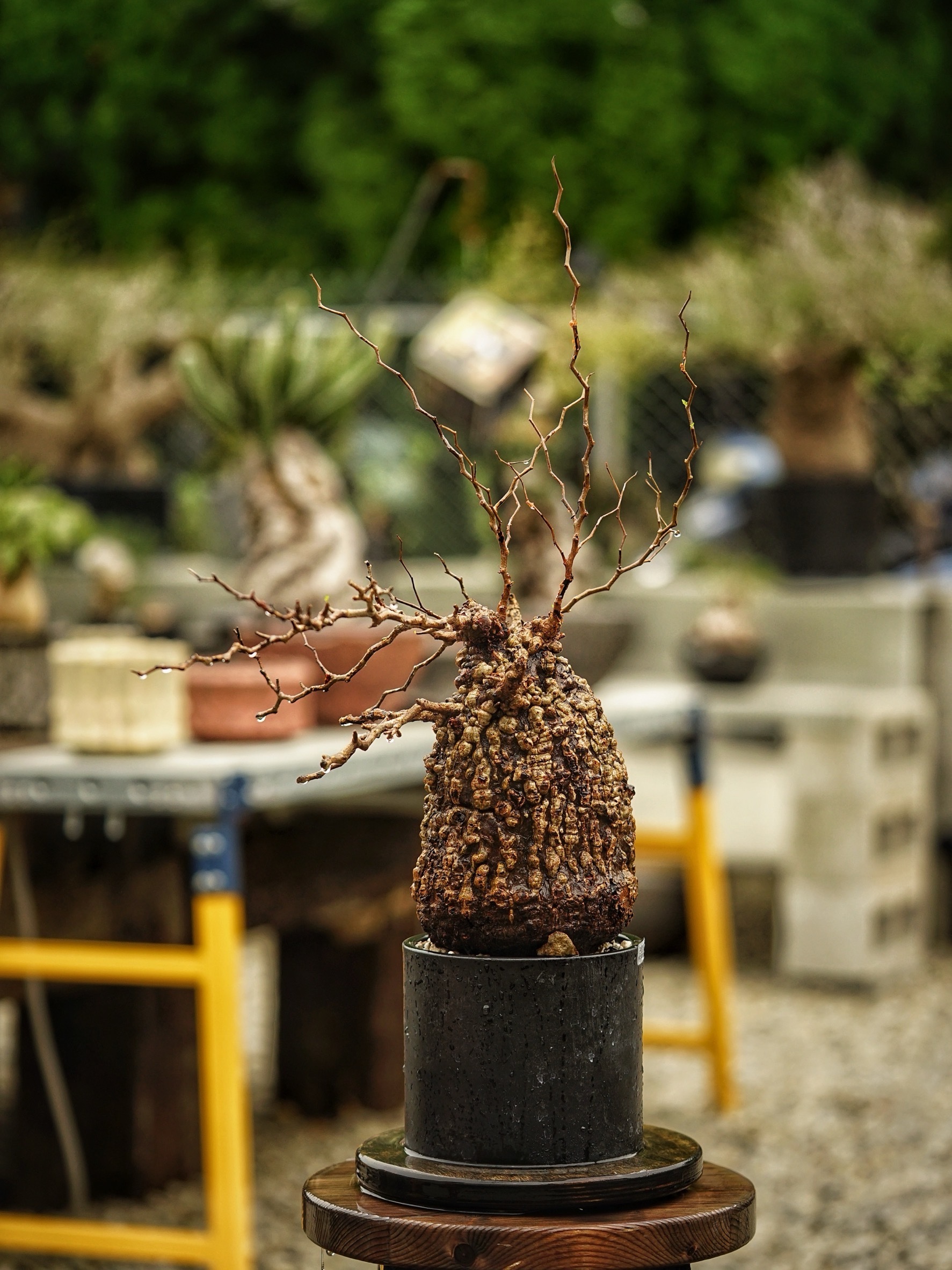 image_E81A22F8-694F-4243-ACC3-01310746BE52_1785489214