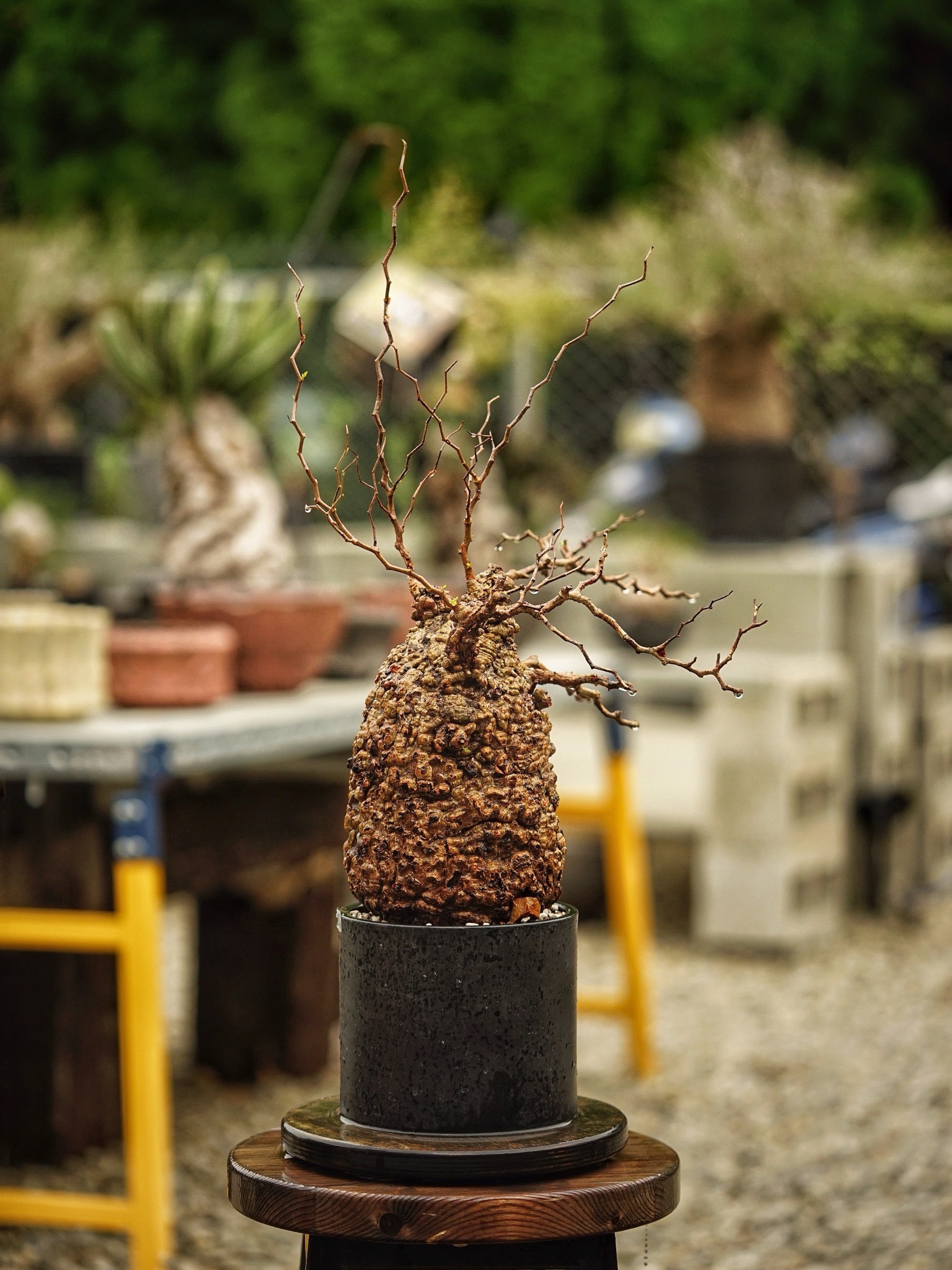 image_FC9A9350-82EB-427F-AB19-4109DC732F2C_1785489214
