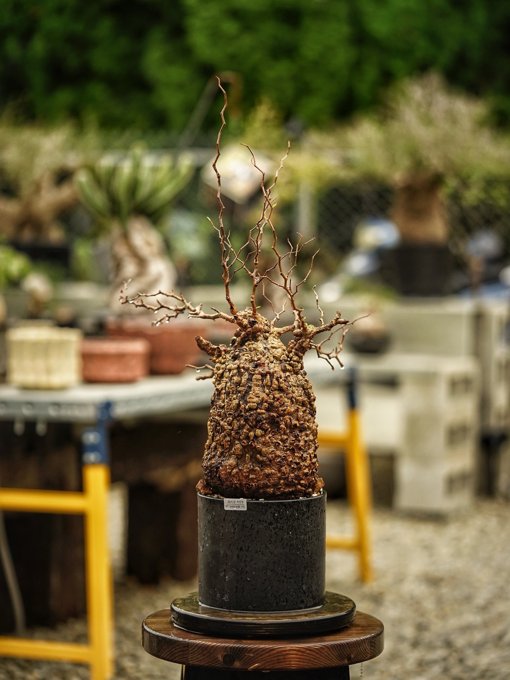 image_1FA32719-66D3-4E41-9B29-90585CDC6014_1785489214
