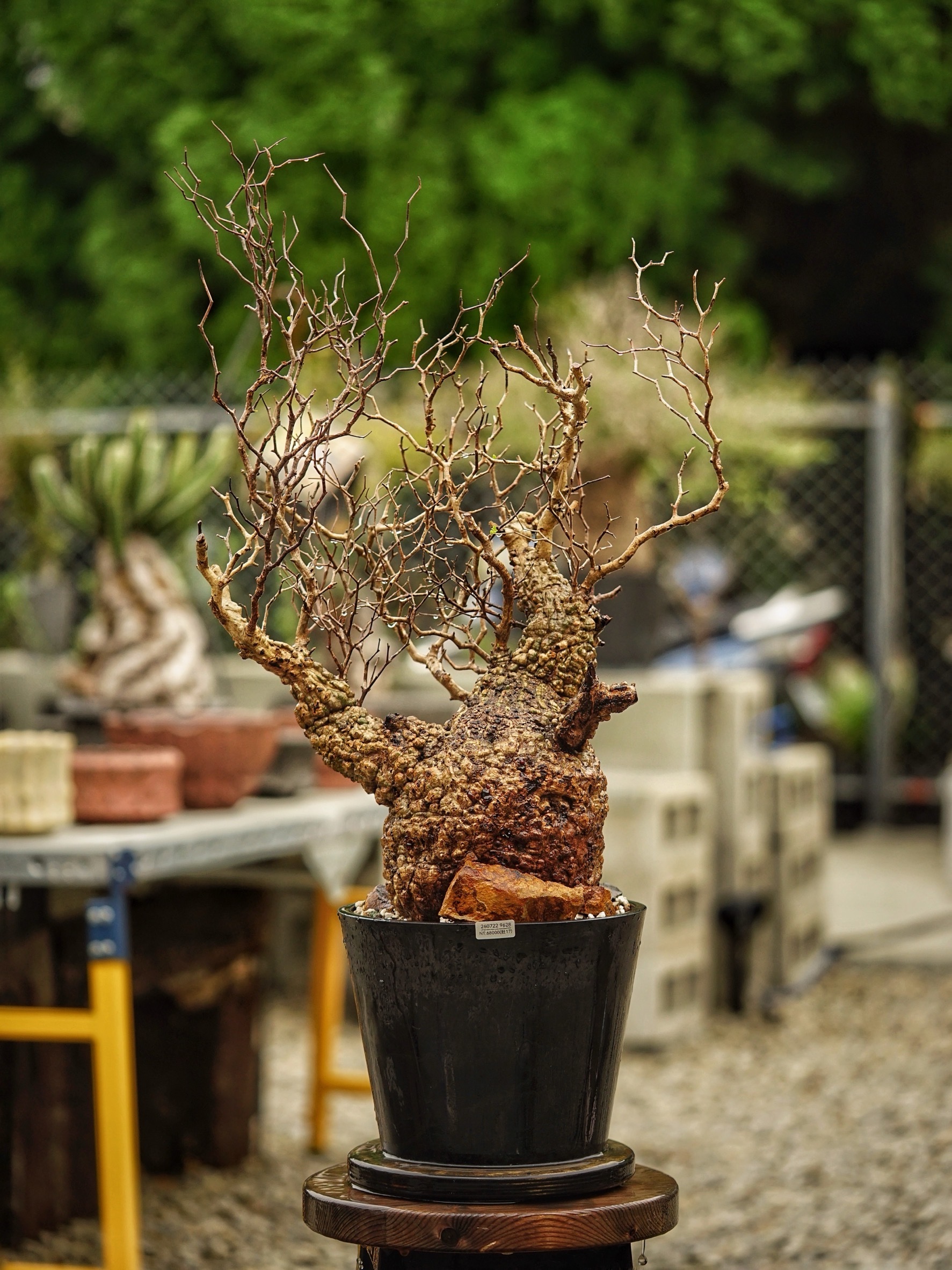 image_2050E812-1305-4F81-A66D-ADE3EA60DC76_1785489299