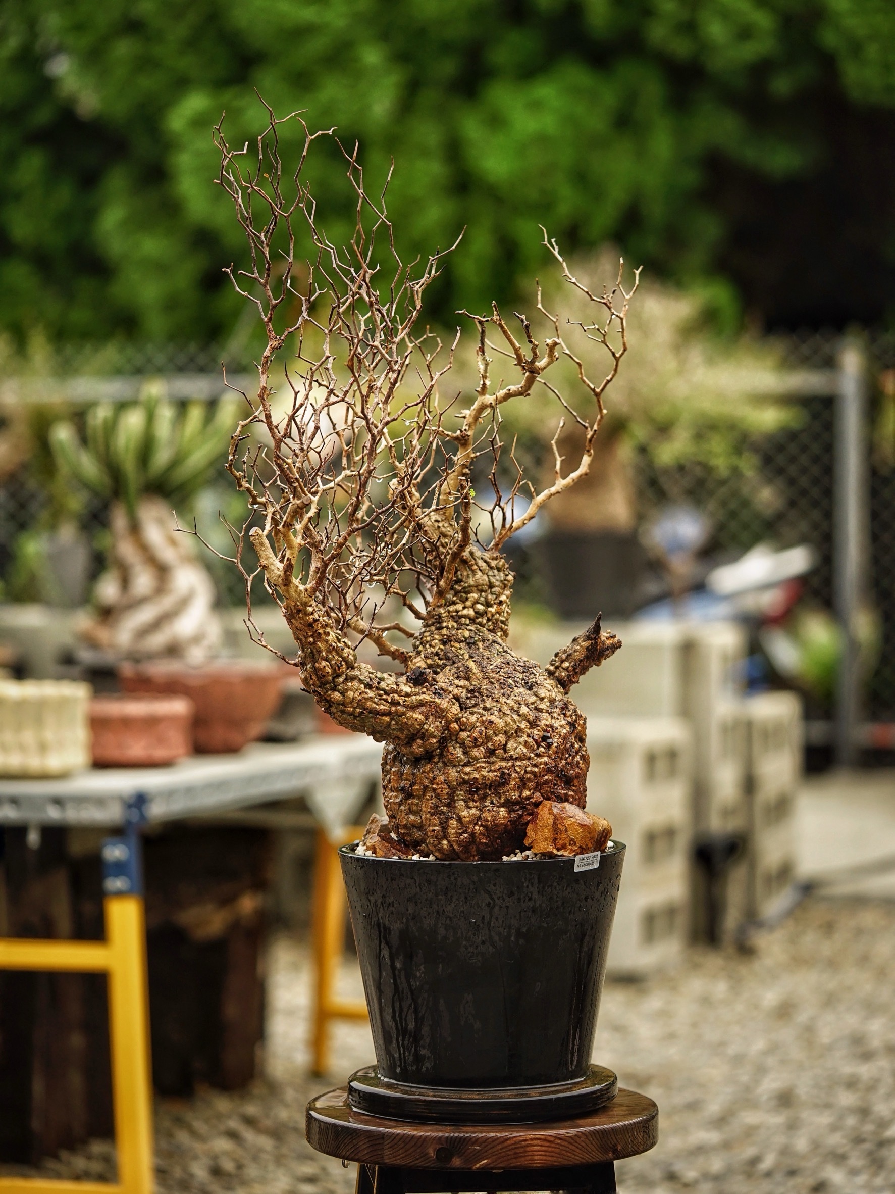 image_8ABFC0F2-62DE-4680-96E5-BEE4E55A6EFB_1785489299
