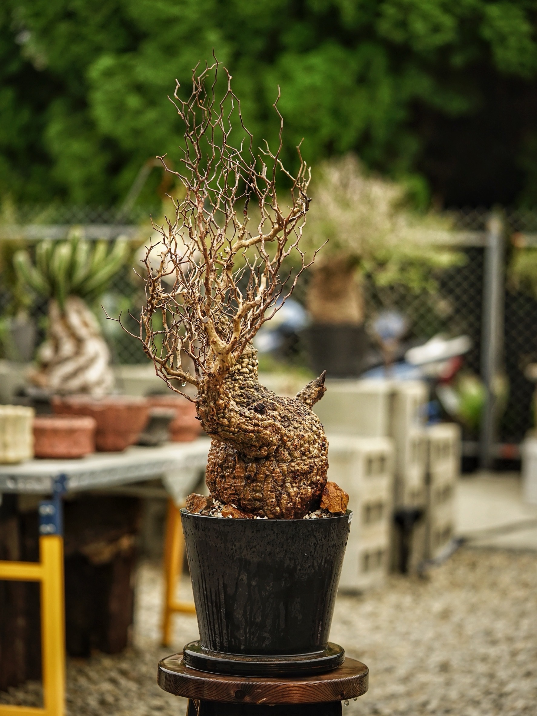 image_82214DF2-C4DA-44C3-9EDB-70D85B45FF63_1785489299
