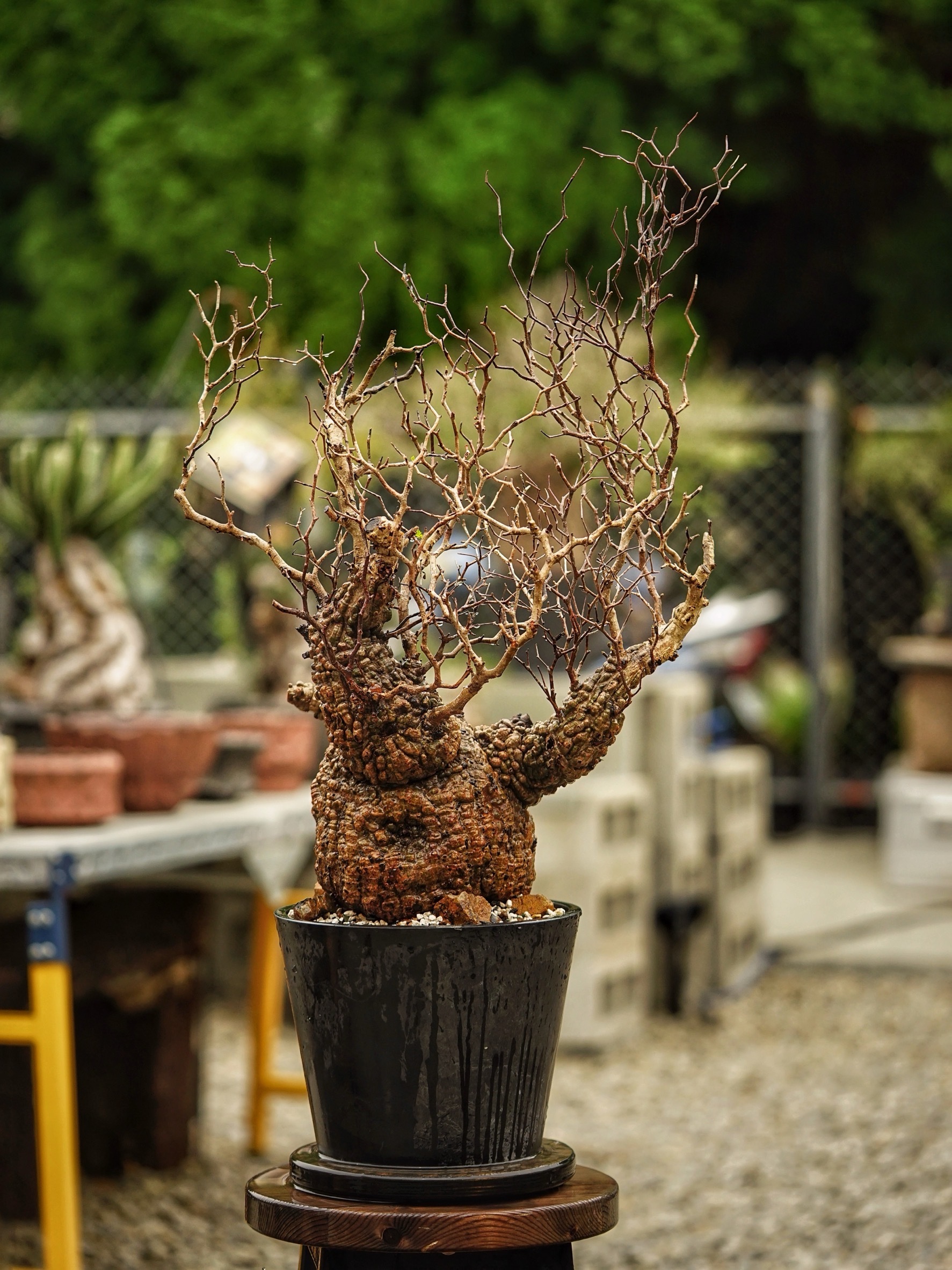image_68CA7D91-2D44-4BF0-8B95-99271FE77358_1785489300