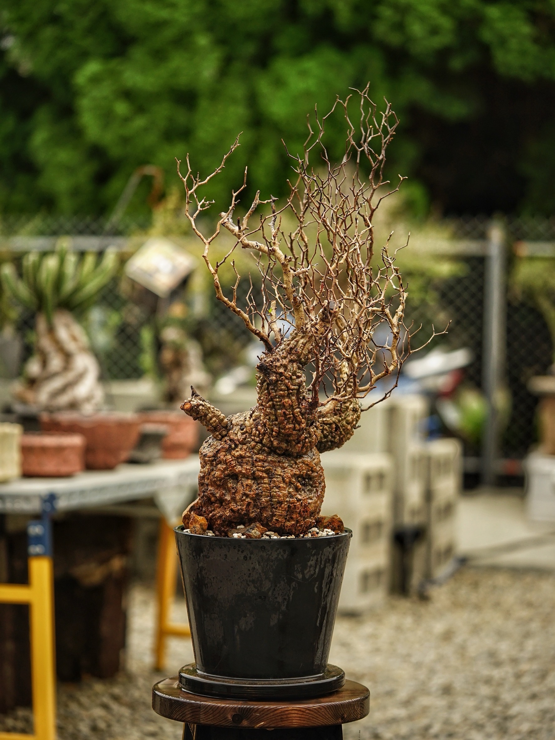 image_2F3A9155-7558-41AB-80E0-D95E120A702F_1785489300