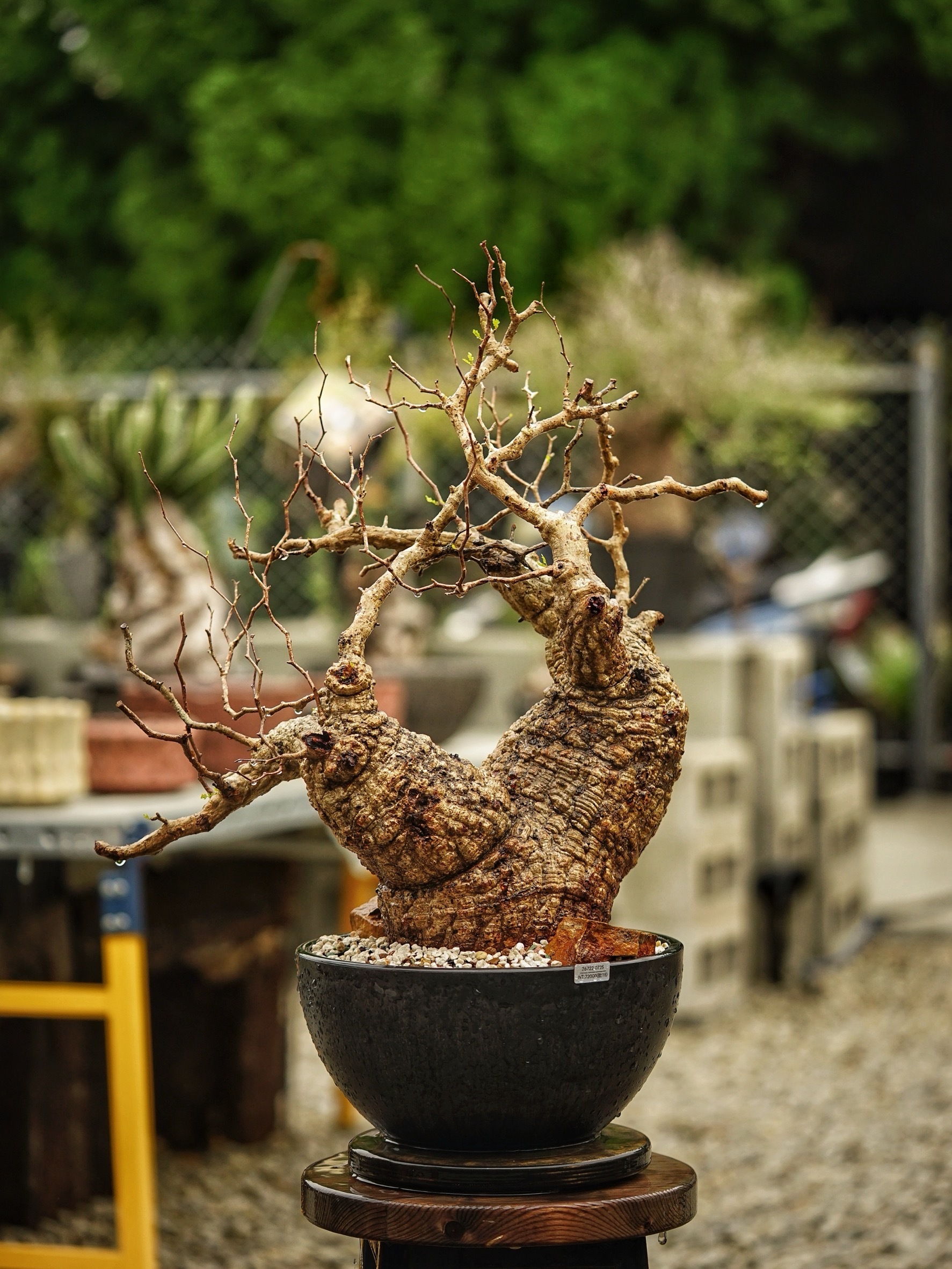 image_FF0320BE-D328-47CE-8180-A60D272ACCC7_1785489386