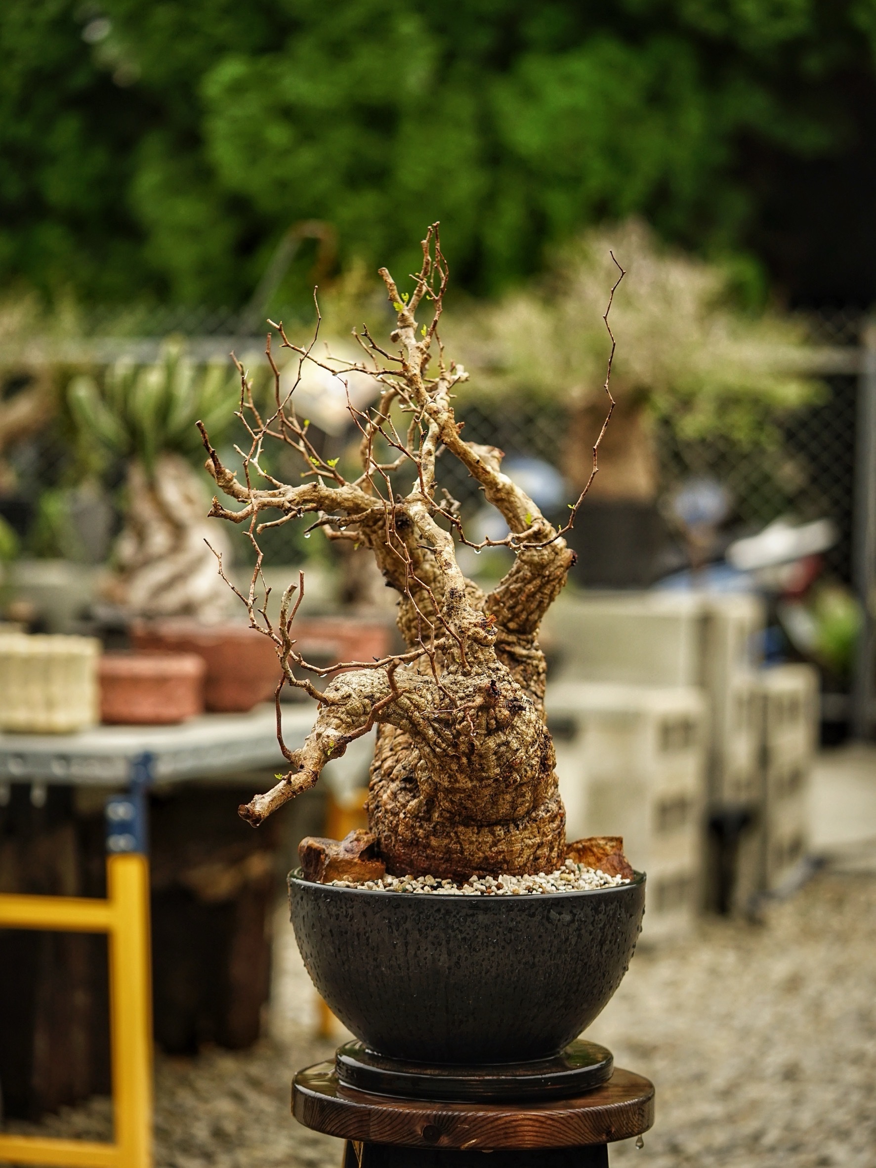 image_B966EFF6-6030-47A0-AE02-B5D90F82A0B8_1785489386