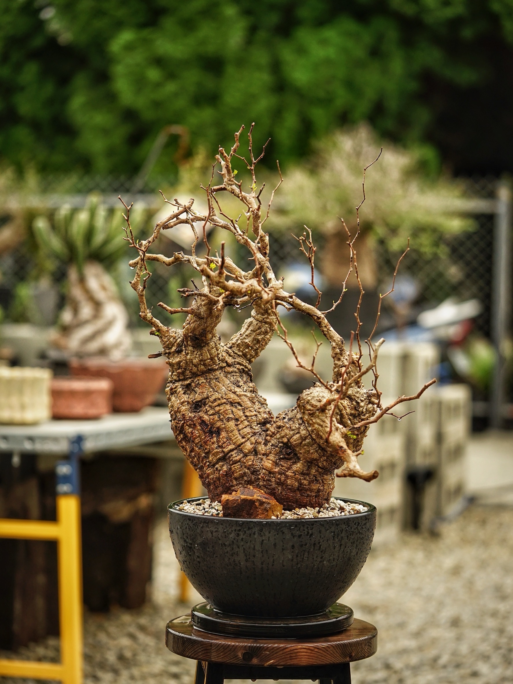 image_71B9F3B7-6179-4130-9EC4-2287BAECF19B_1785489386